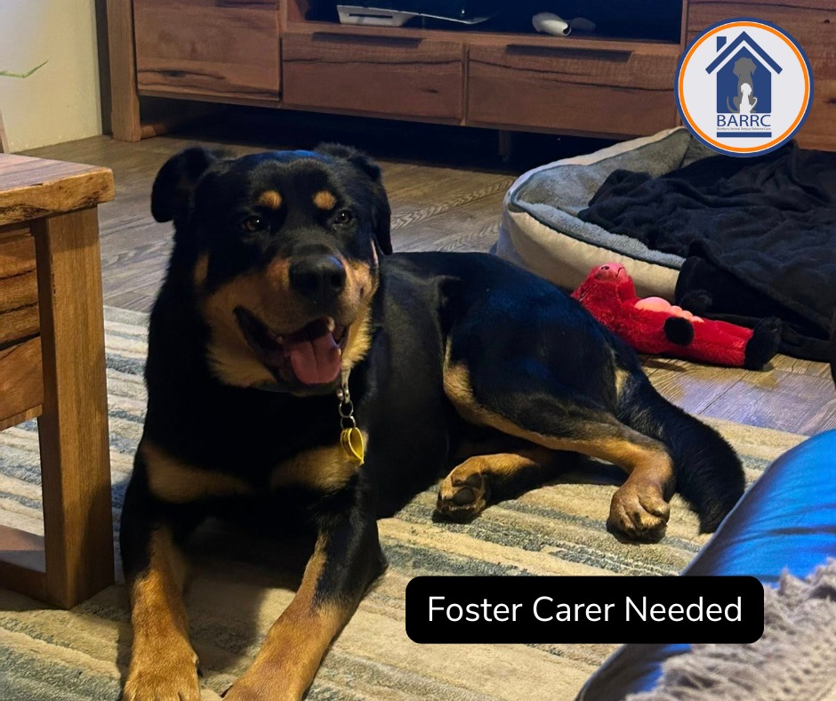 BARRC - Meet Finn, a lovely young Rottweiler x Shepherd who is on the ...