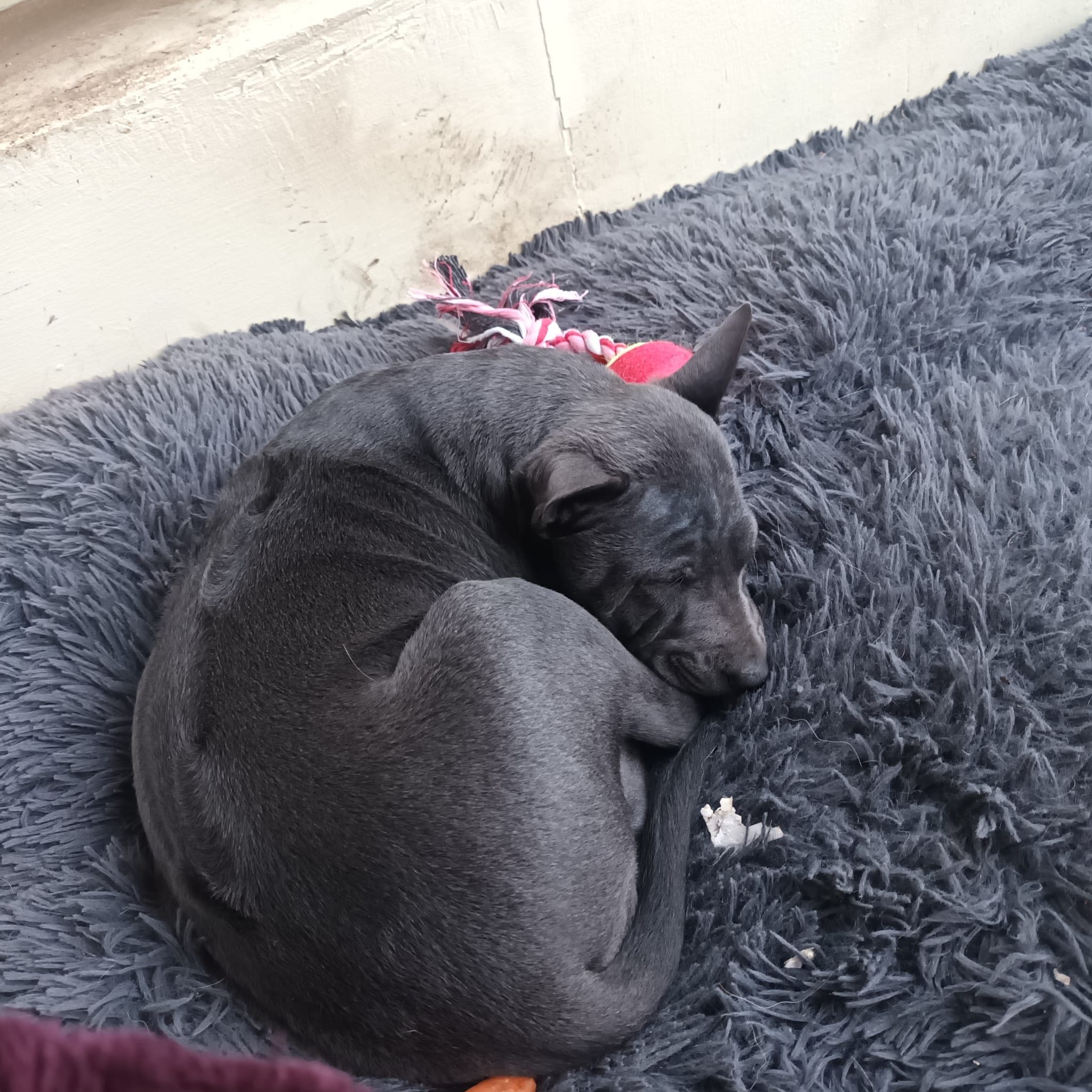 Thai Ridgeback/Rhodesian Dogs uk | Manchester