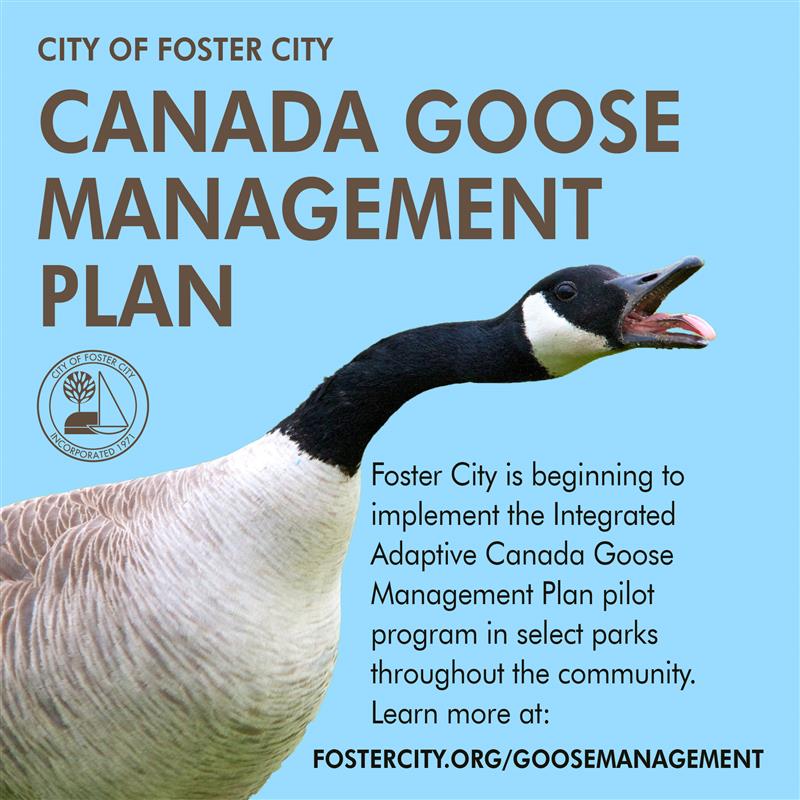 🌿 Phase Two of... - City of Foster City, CA - Government | Facebook