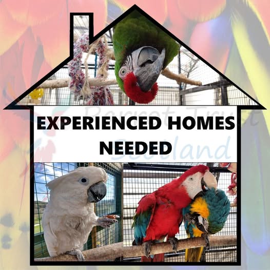 Parrot - Do you have experience of being owned by a LARGE PARROT? 🤔 Do ...