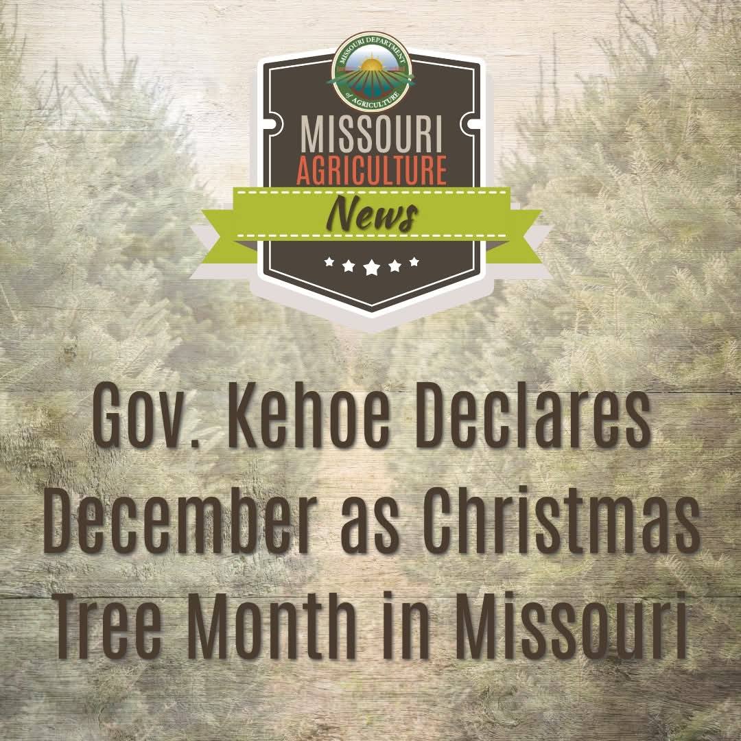 Route 24 Christmas Tree Farm | Wellington MO