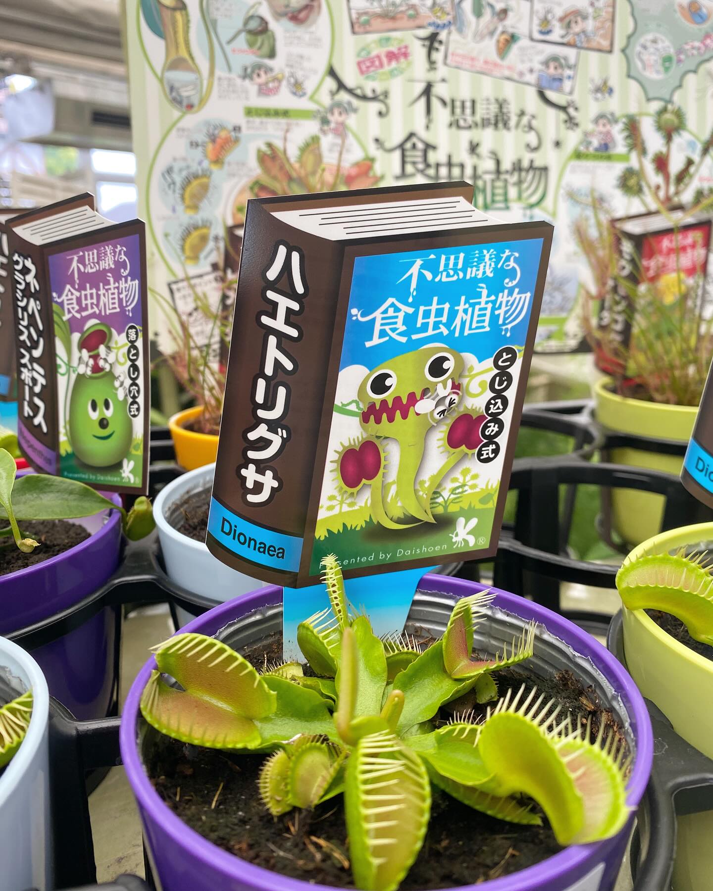 食虫植物が少しですが入荷しました🪴🪰 子供さん達に人気の食虫植物