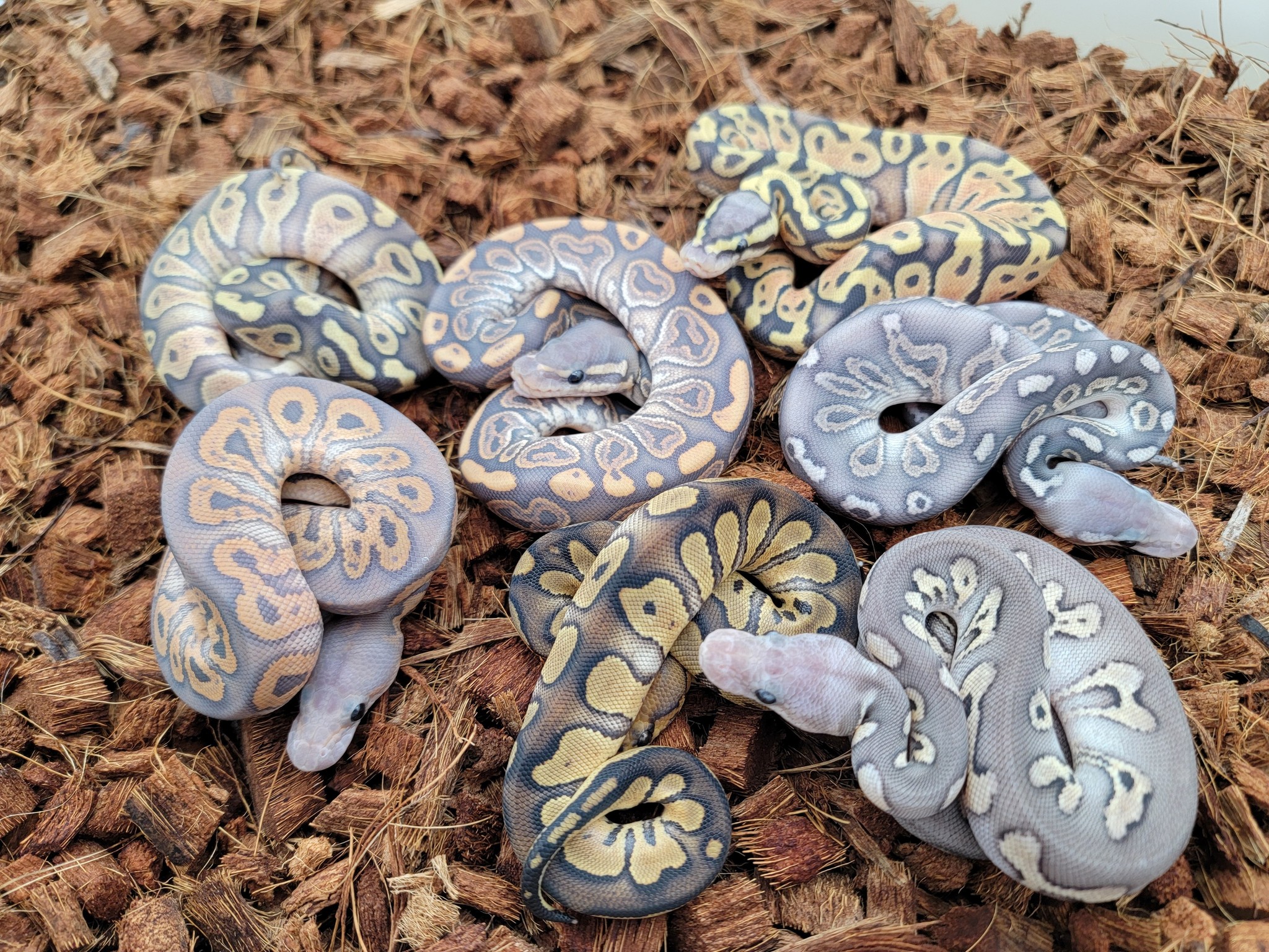 B. McEver Reptiles