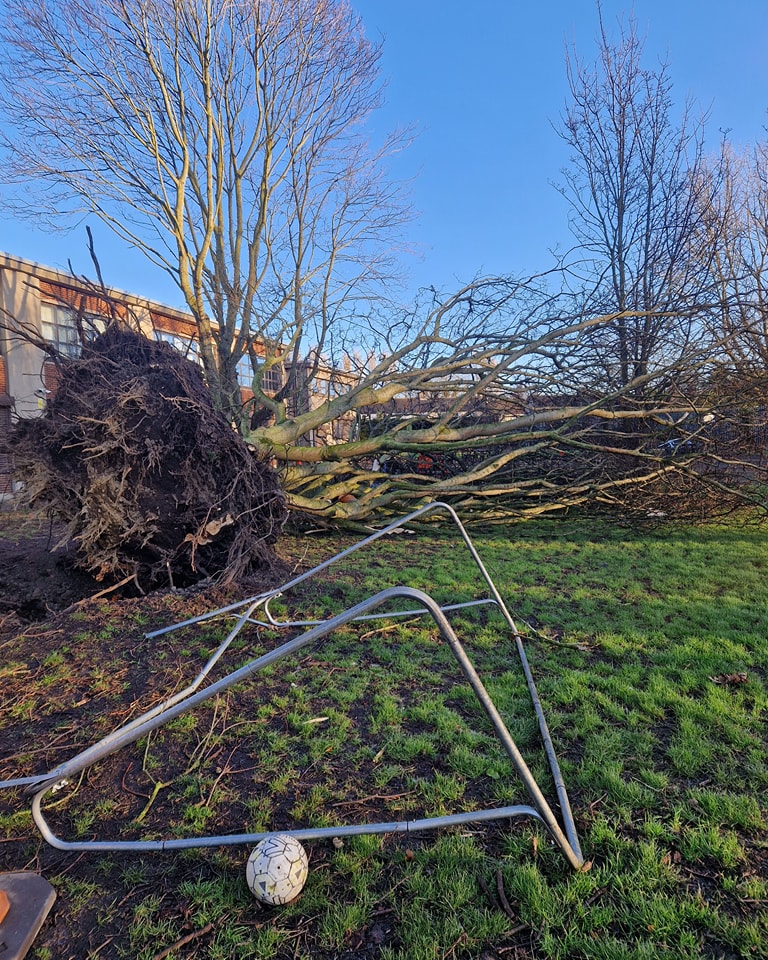 Harris Tree & Hedge Services | Dublin
