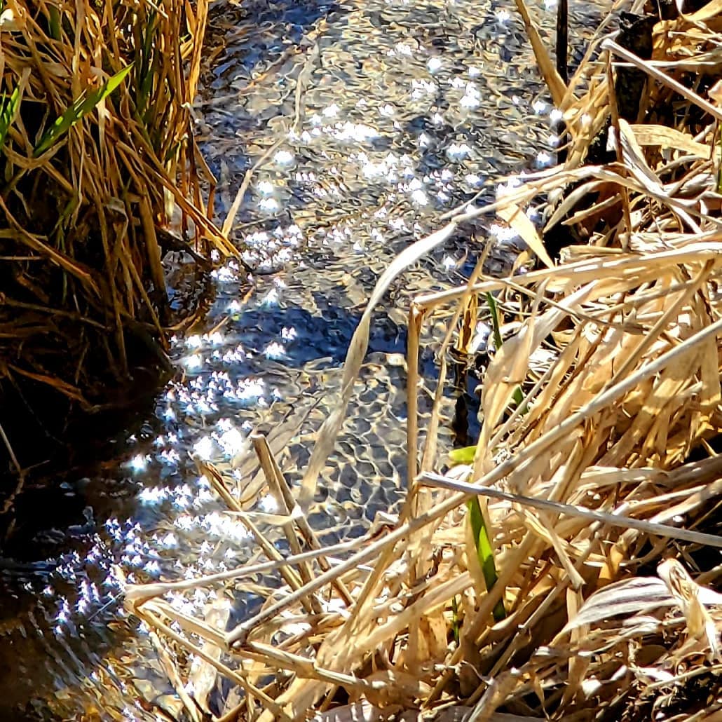 Wild Roots MN - The splendor of a #springfed #stream ....... | Facebook