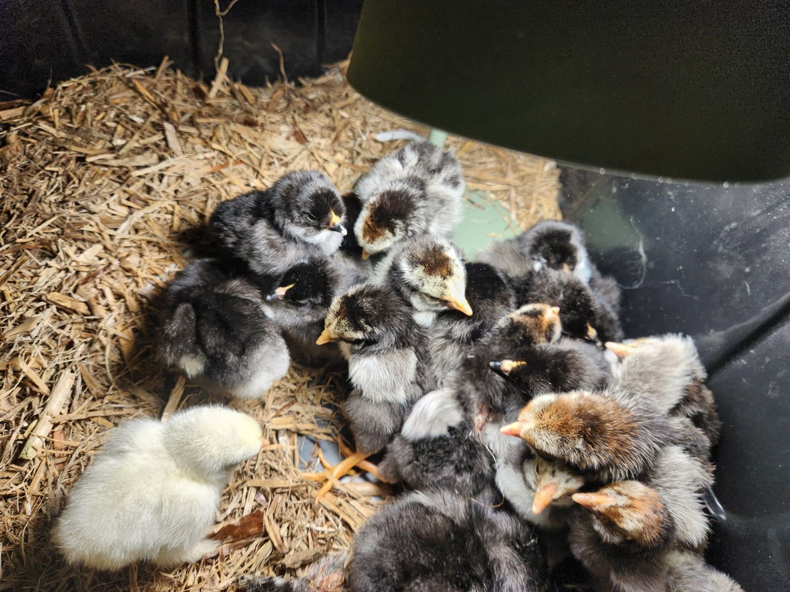 Inbox if interested Available... - Northern Rivers Poultry | Facebook