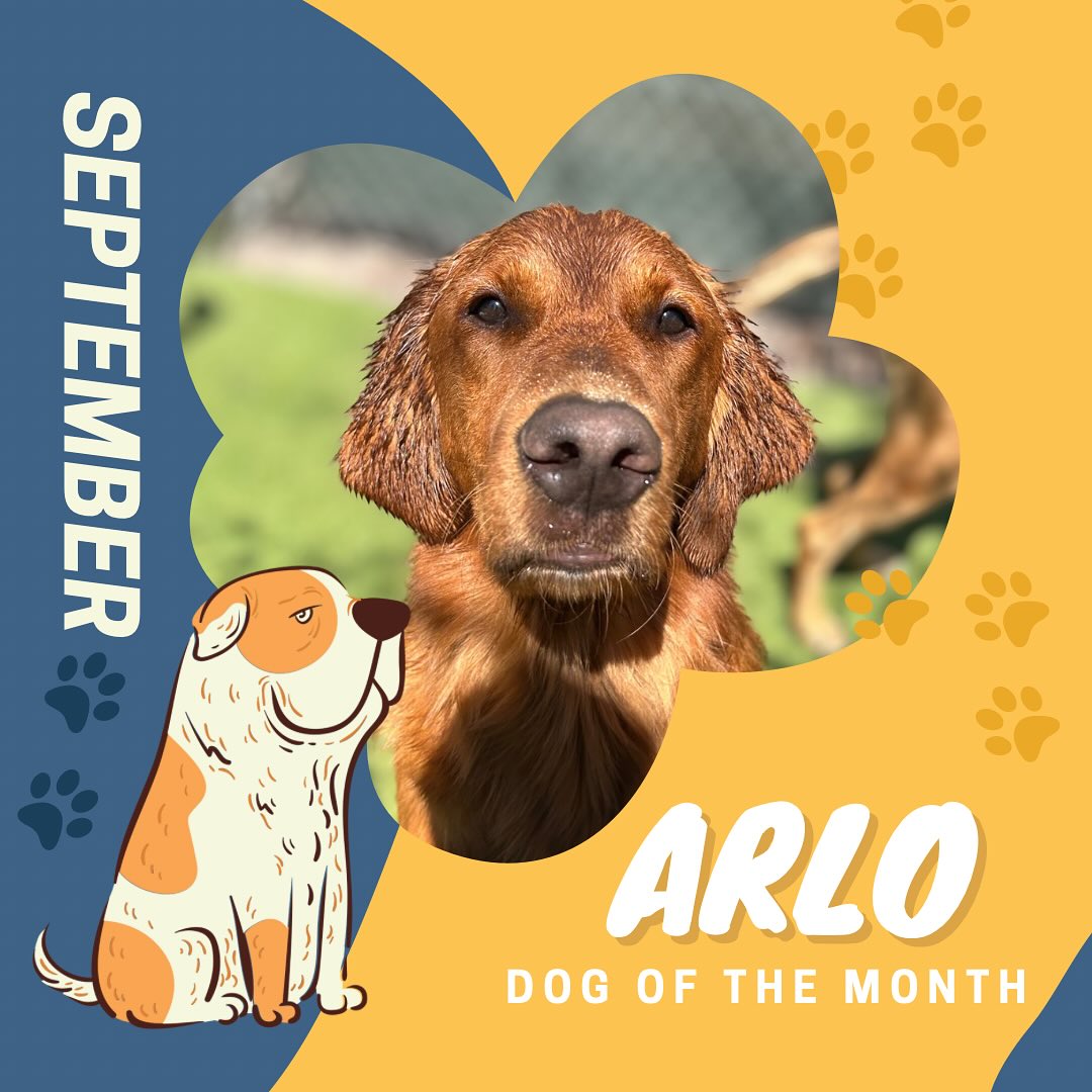 Dog - 🐾 Dog of the Month is BACK! 🐾 Say hello to September 2025’s star ...