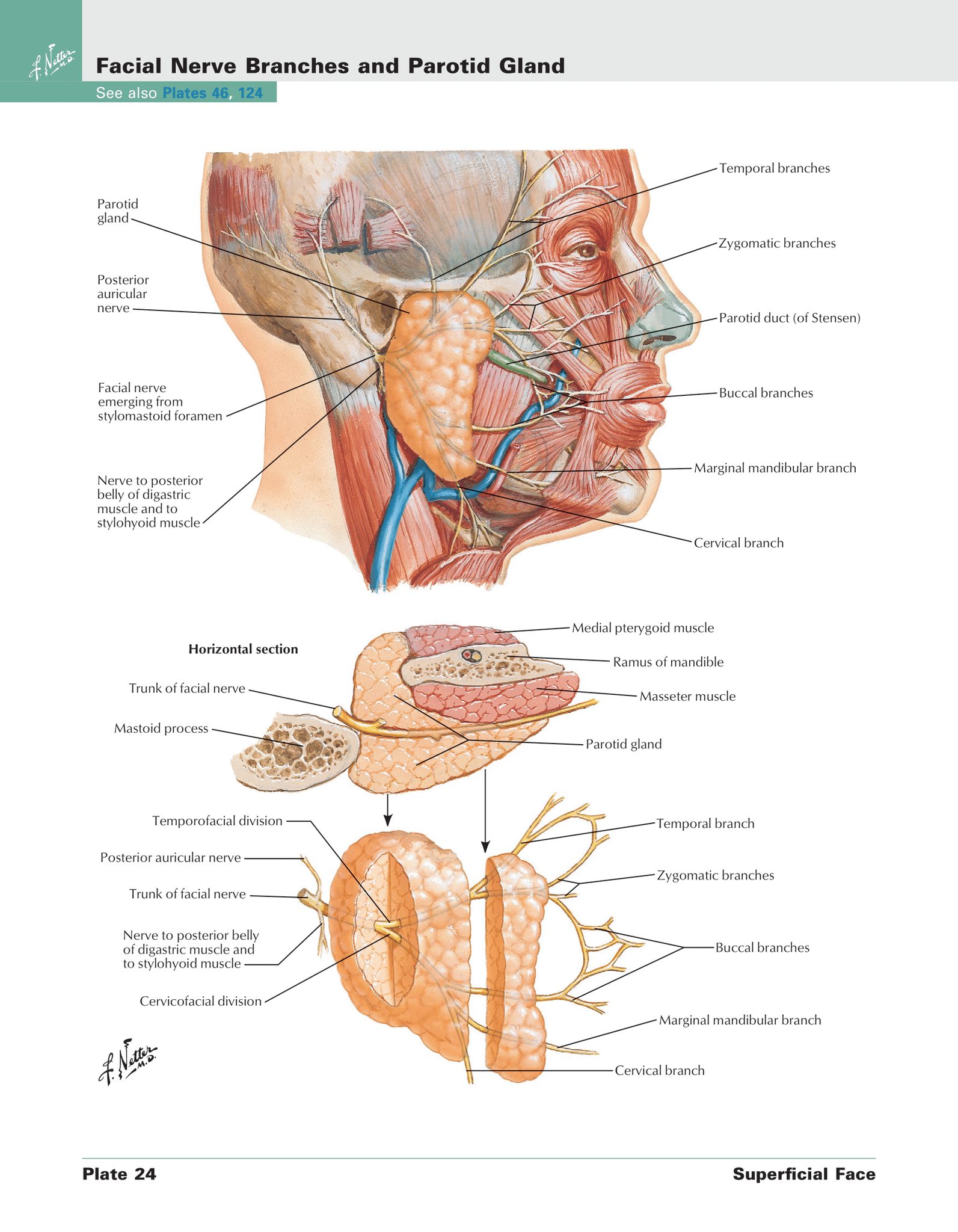 Ceres - Human Anatomy: The Face. Credit: Frank H. Netter, M.D. https ...