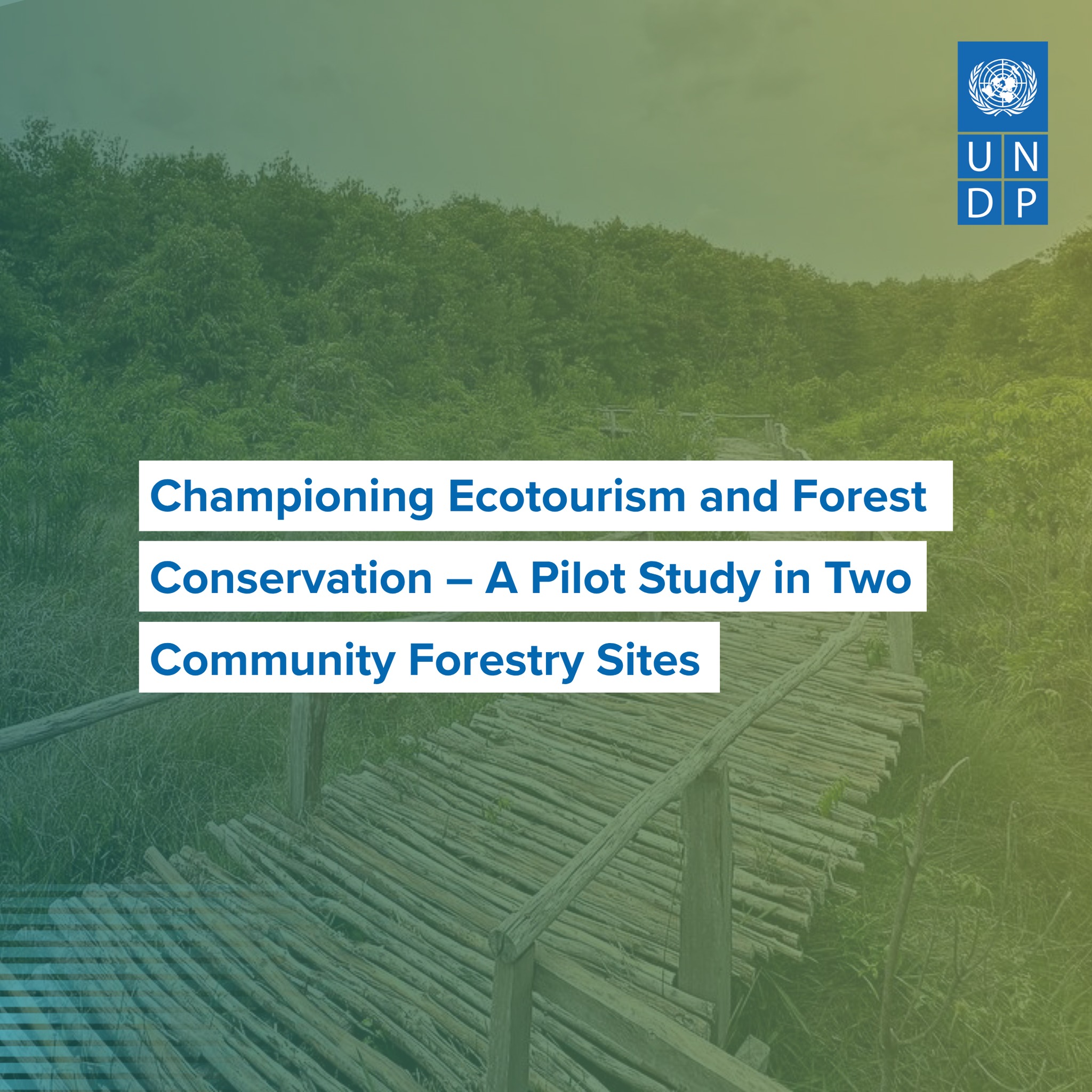 UNDP - 🌳 How can community forests in Cambodia thrive through ...