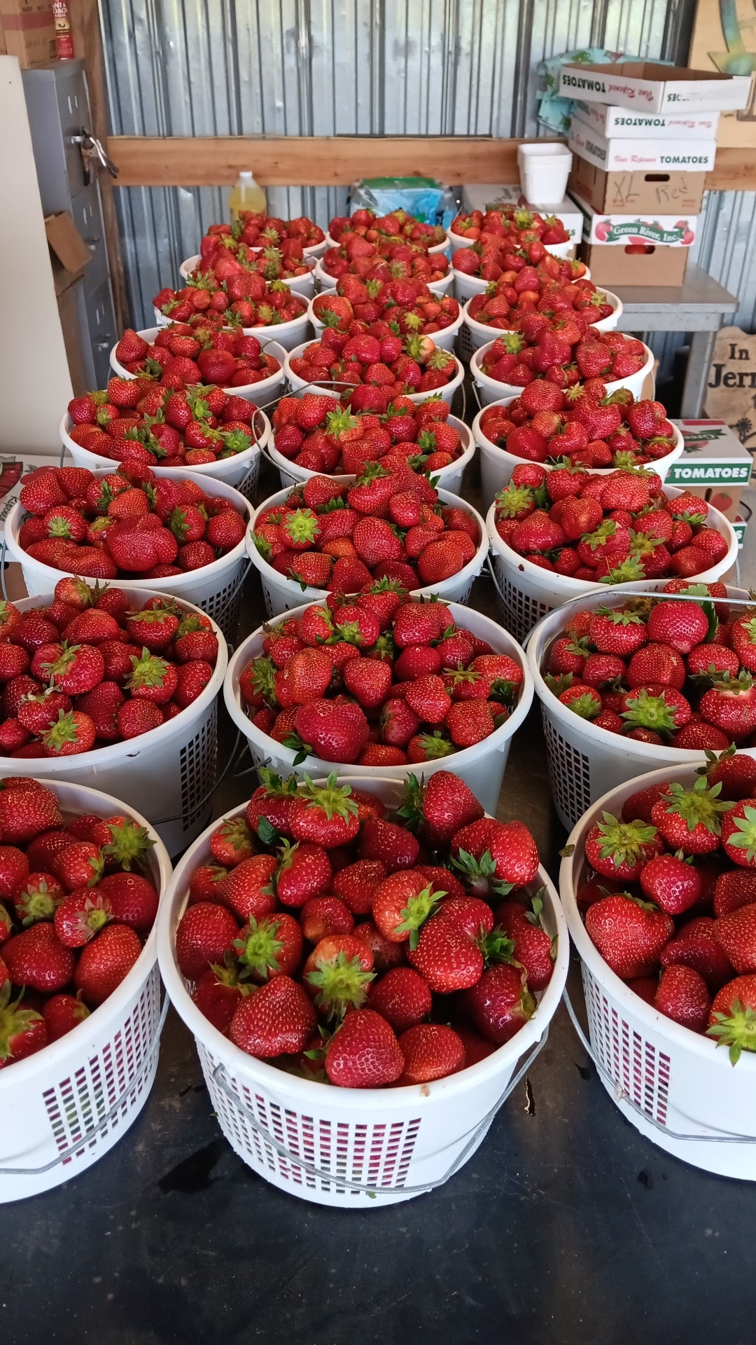 Jerry Marsh Farms | Cleveland AL