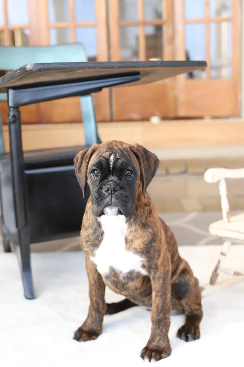 Boxers 4 Us | Delta CO