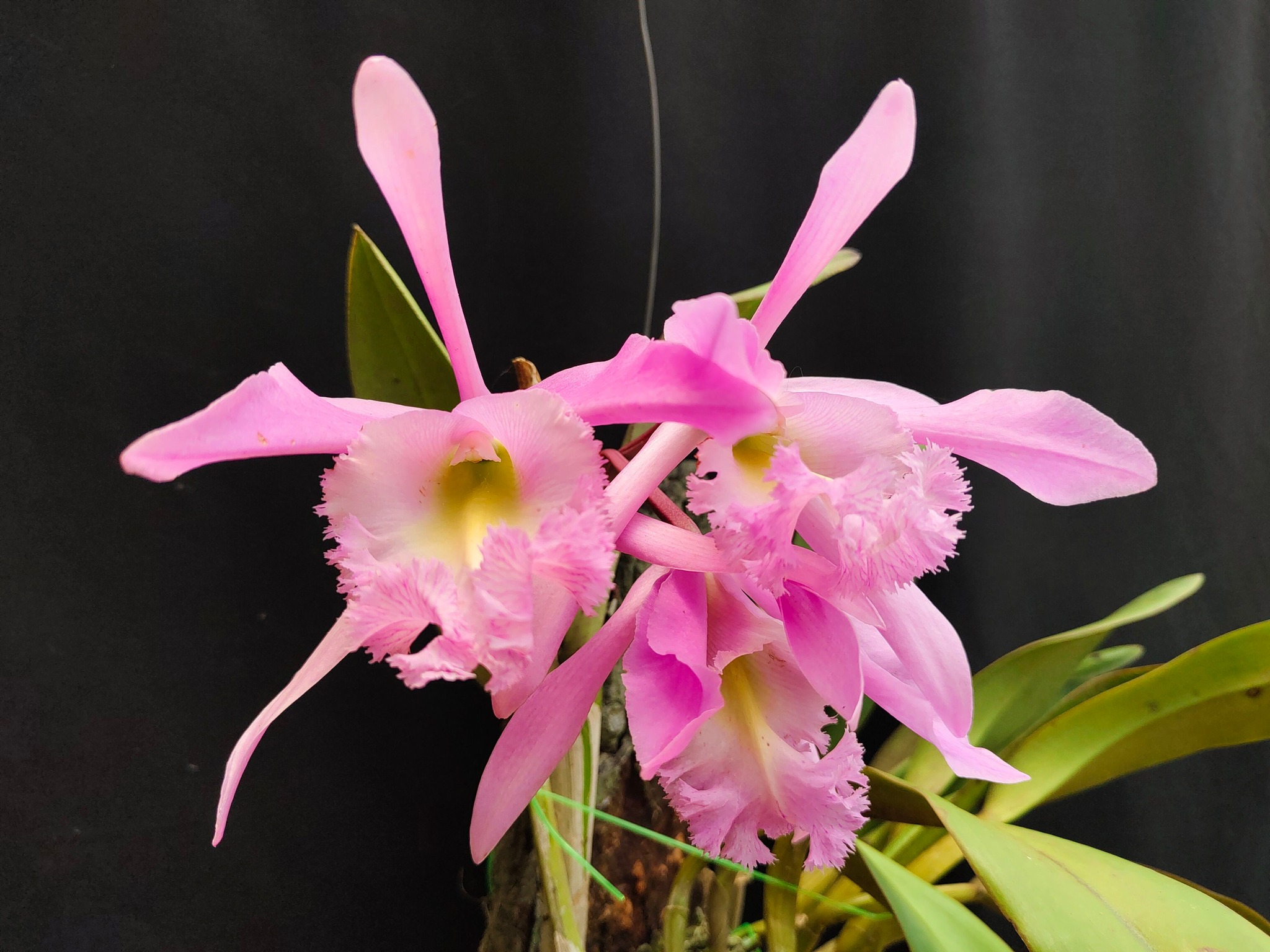Rlc.Terepaima (C.maxima x Rl.digbyana) Fragrant..