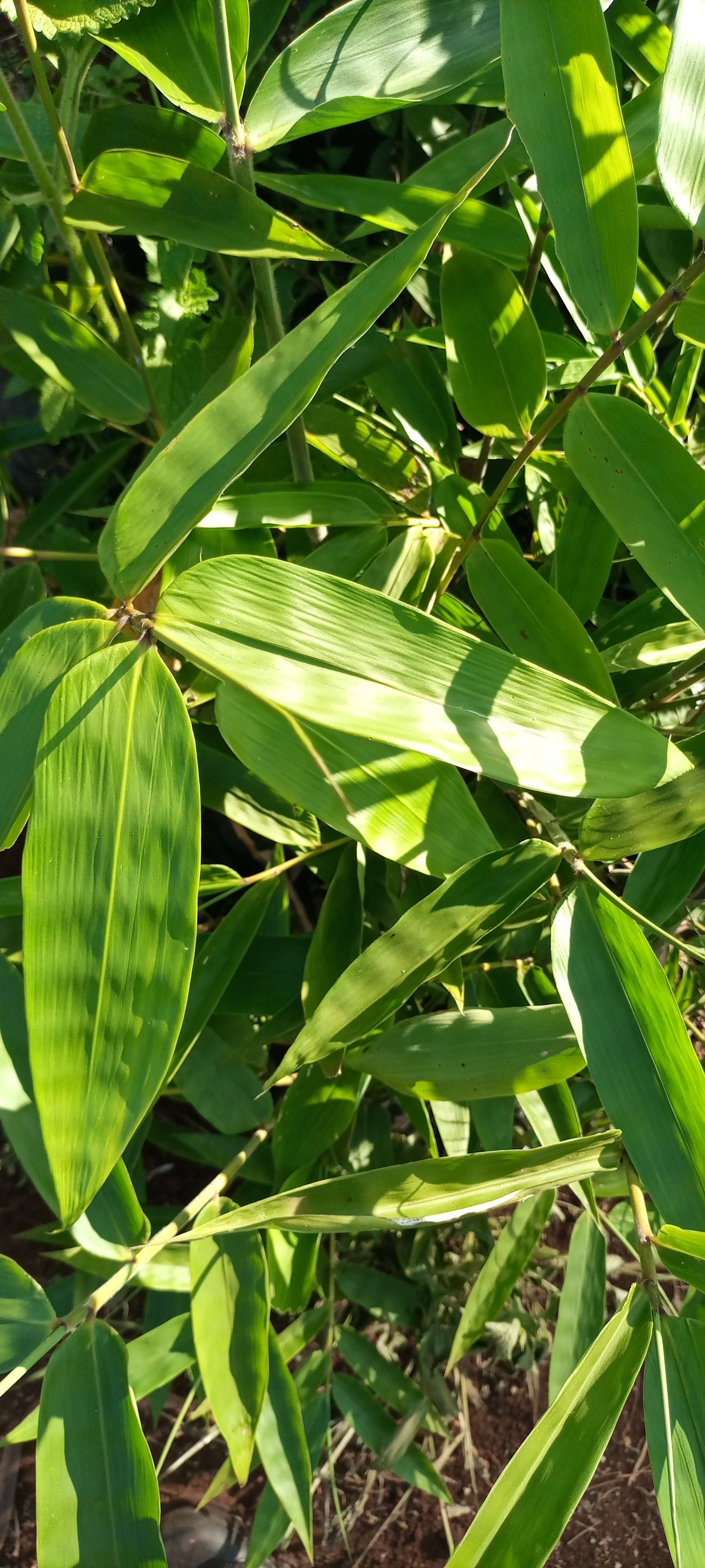 Bitern Tree Nursery