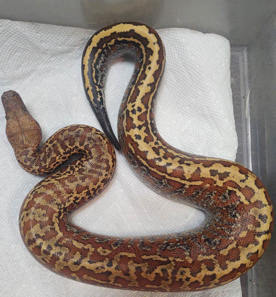 Clarksville - 😍 Batik Blood Python 😍 starting at $650.00 WYSIWYG Batik ...