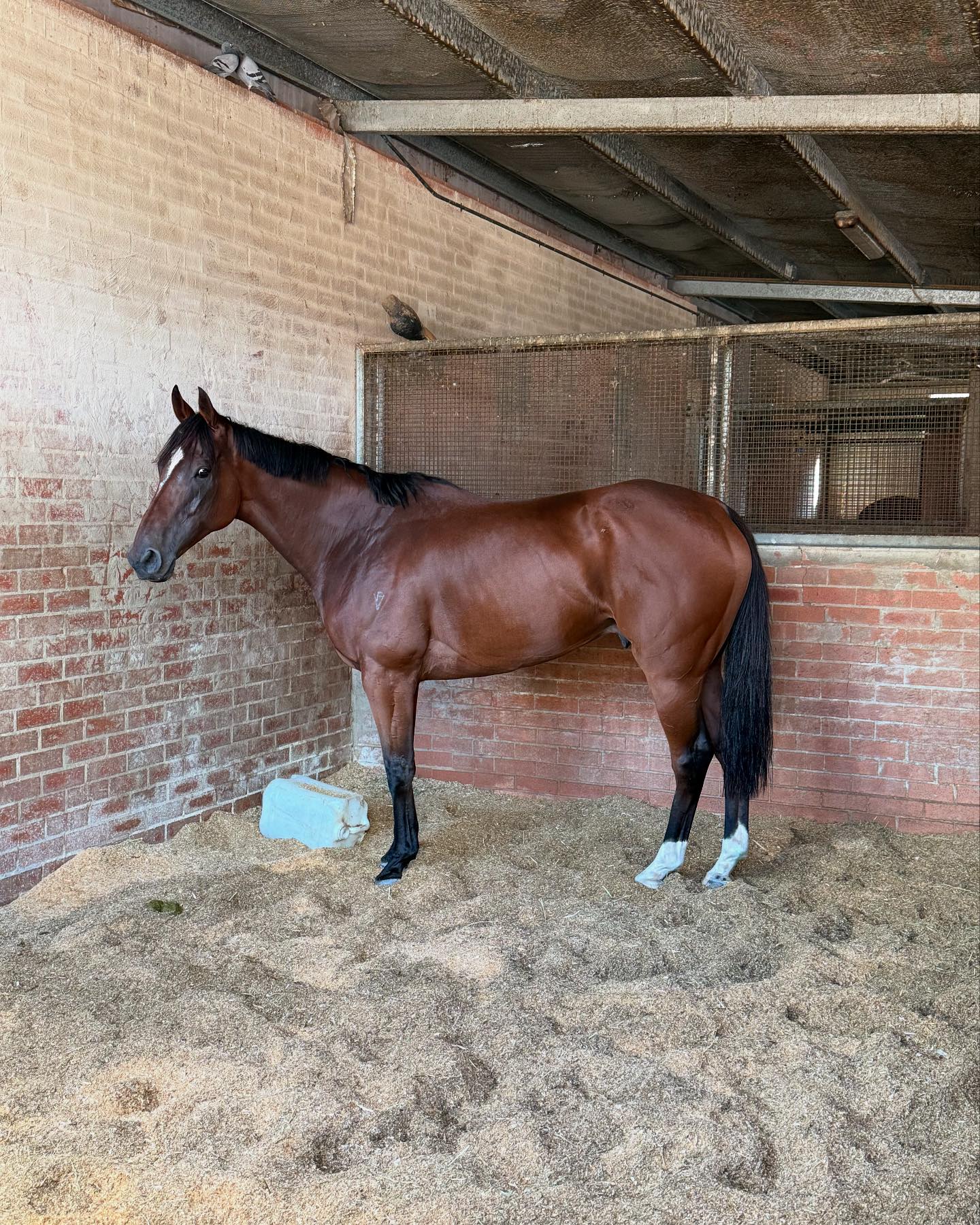 Collett Racing Stables | Sydney NSW