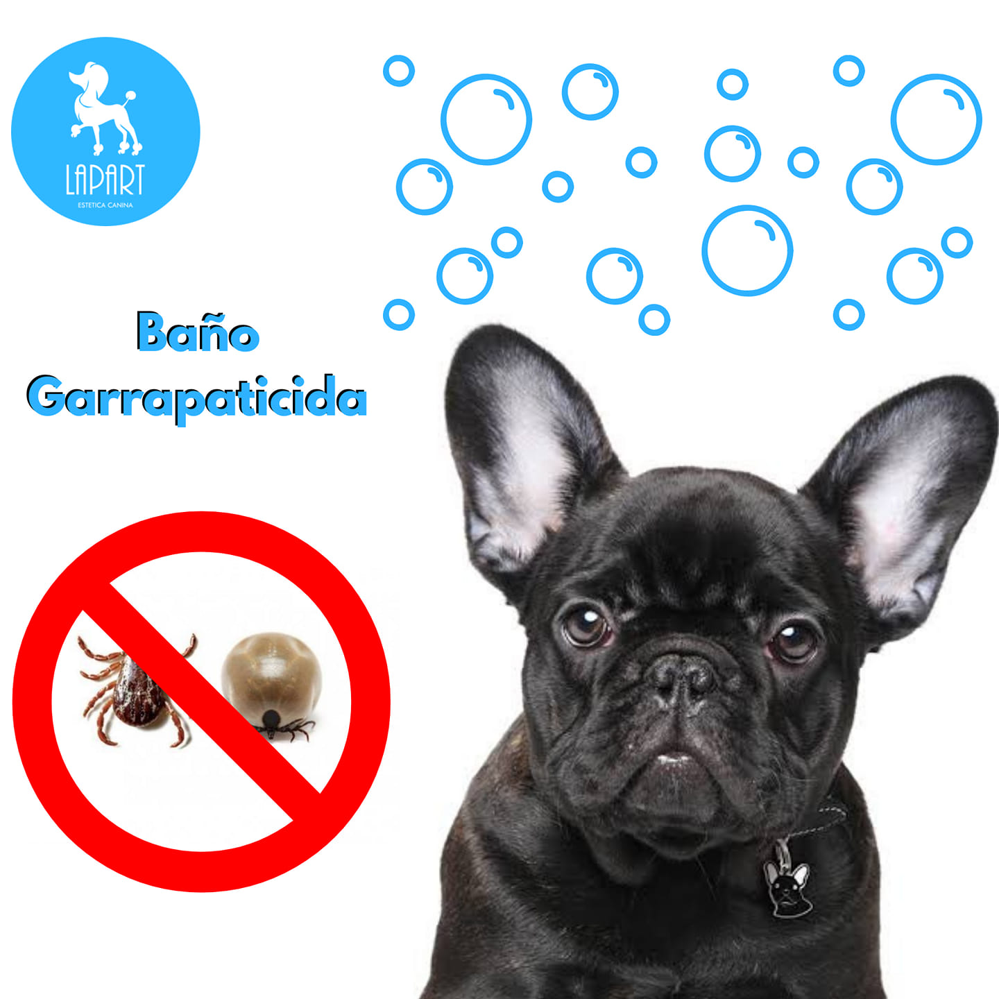 Lapart - Las pulgas y garrapatas son parásitos indeseables... | Facebook