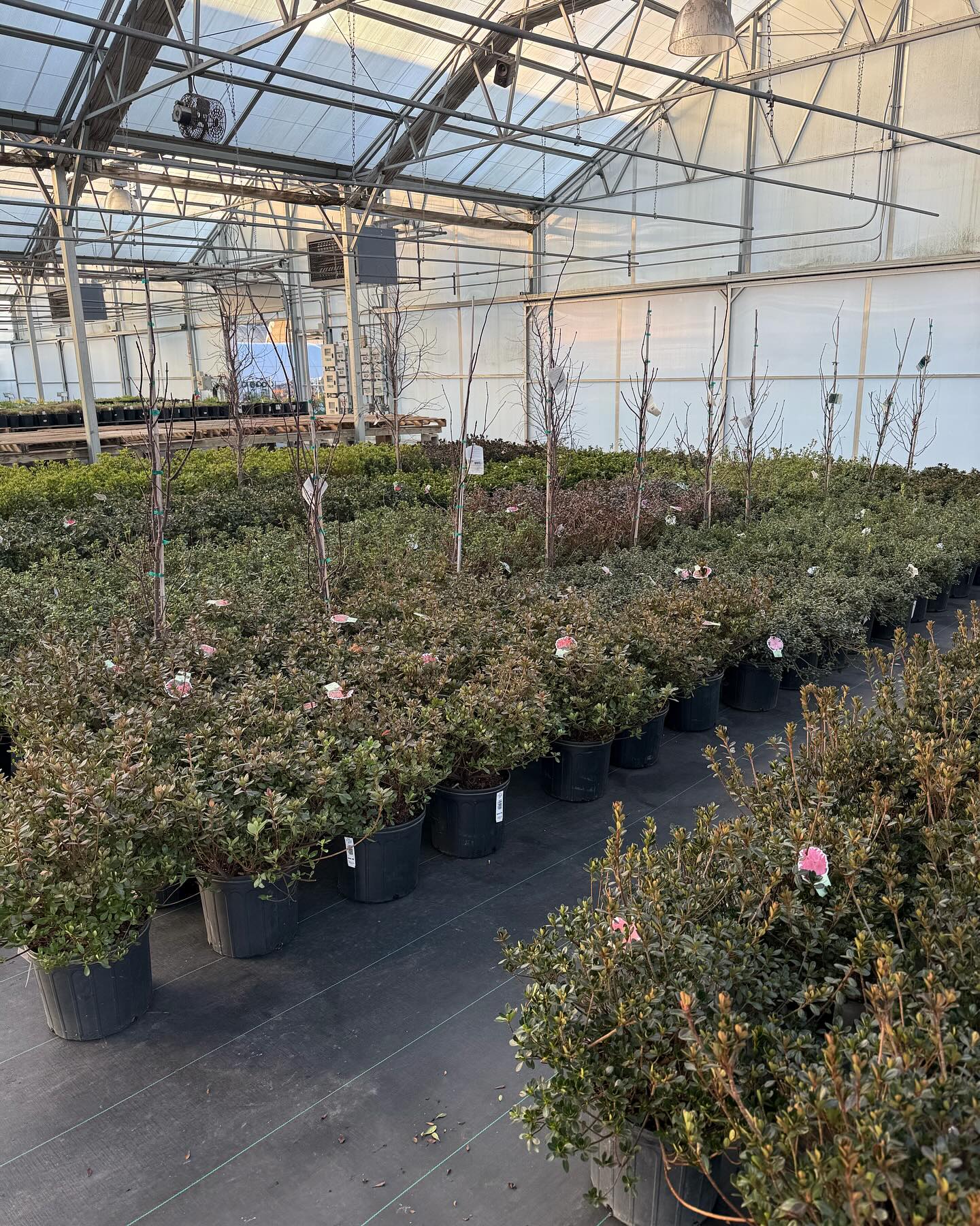 Frank Otte Nursery and Garden Center | Louisville KY