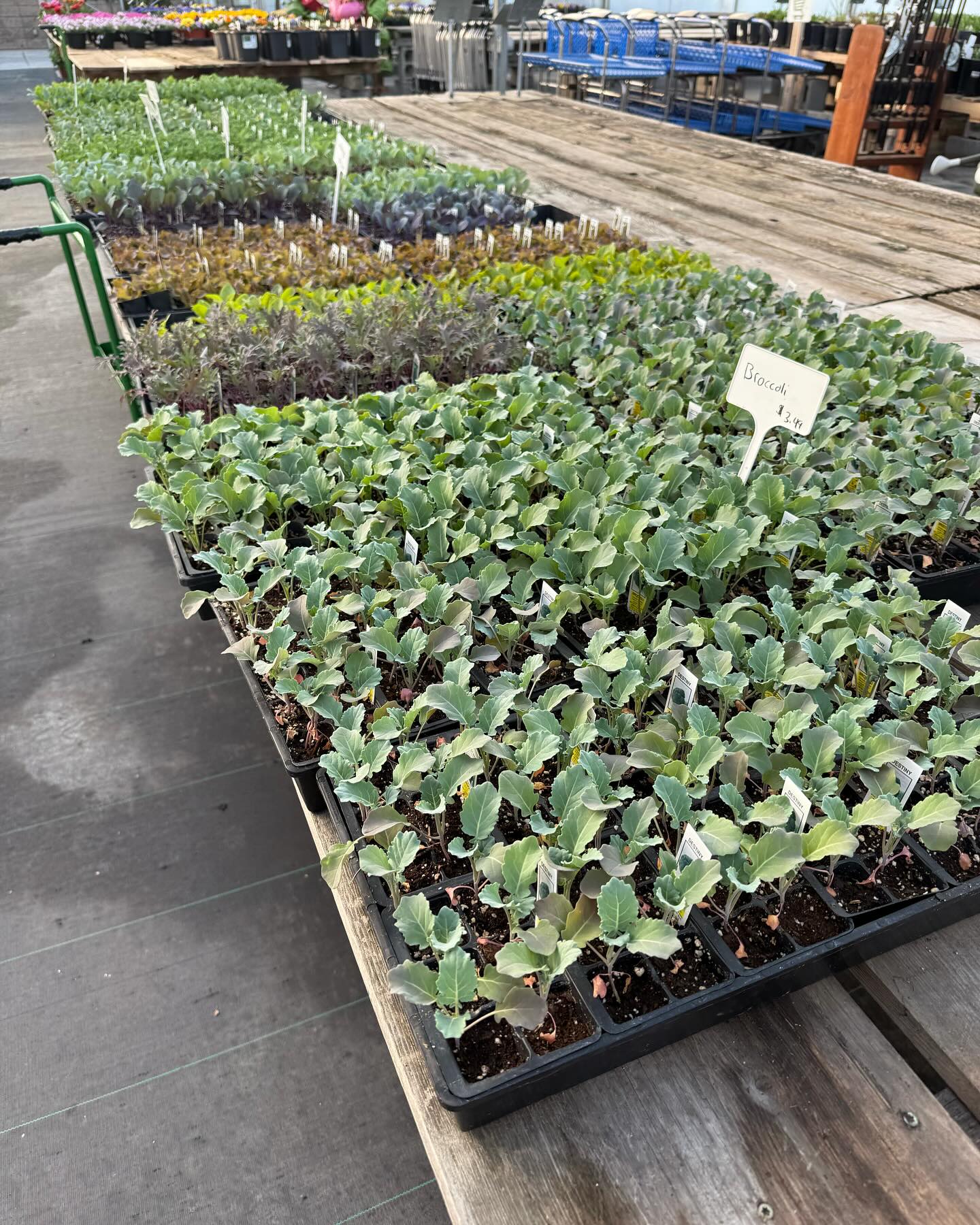 Frank Otte Nursery and Garden Center | Louisville KY