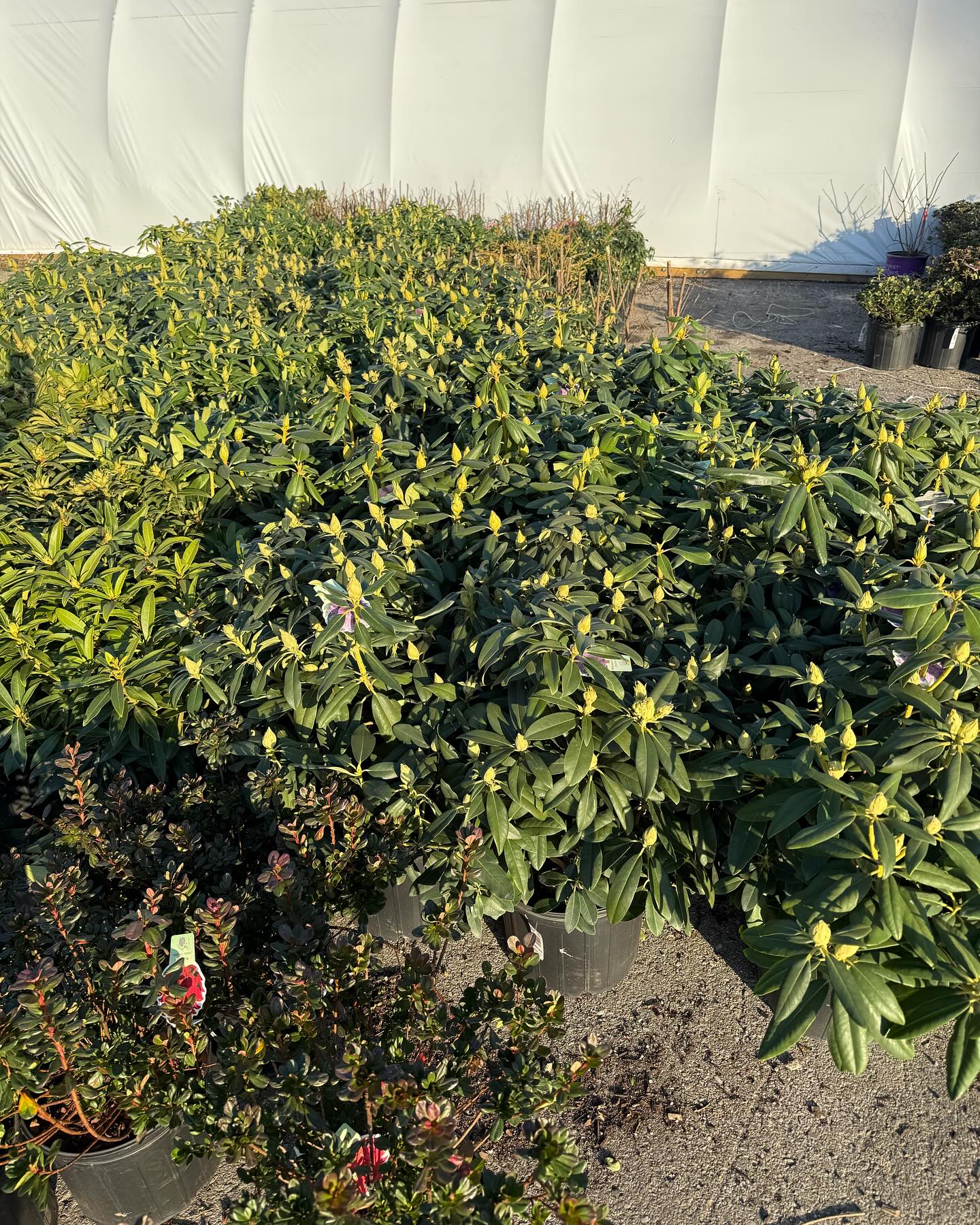 Frank Otte Nursery and Garden Center | Louisville KY