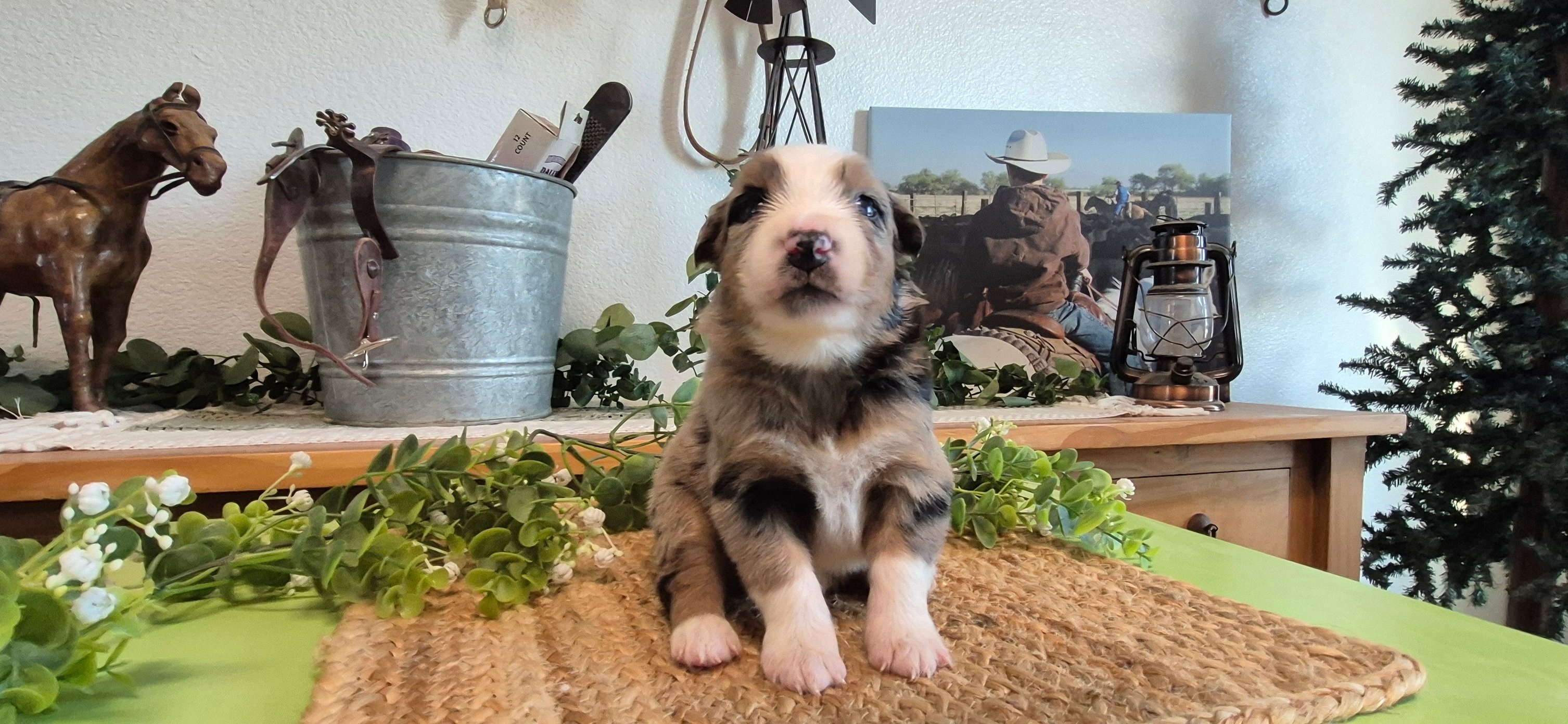 Iron Side Ranch Australian Shepherds | Marana AZ