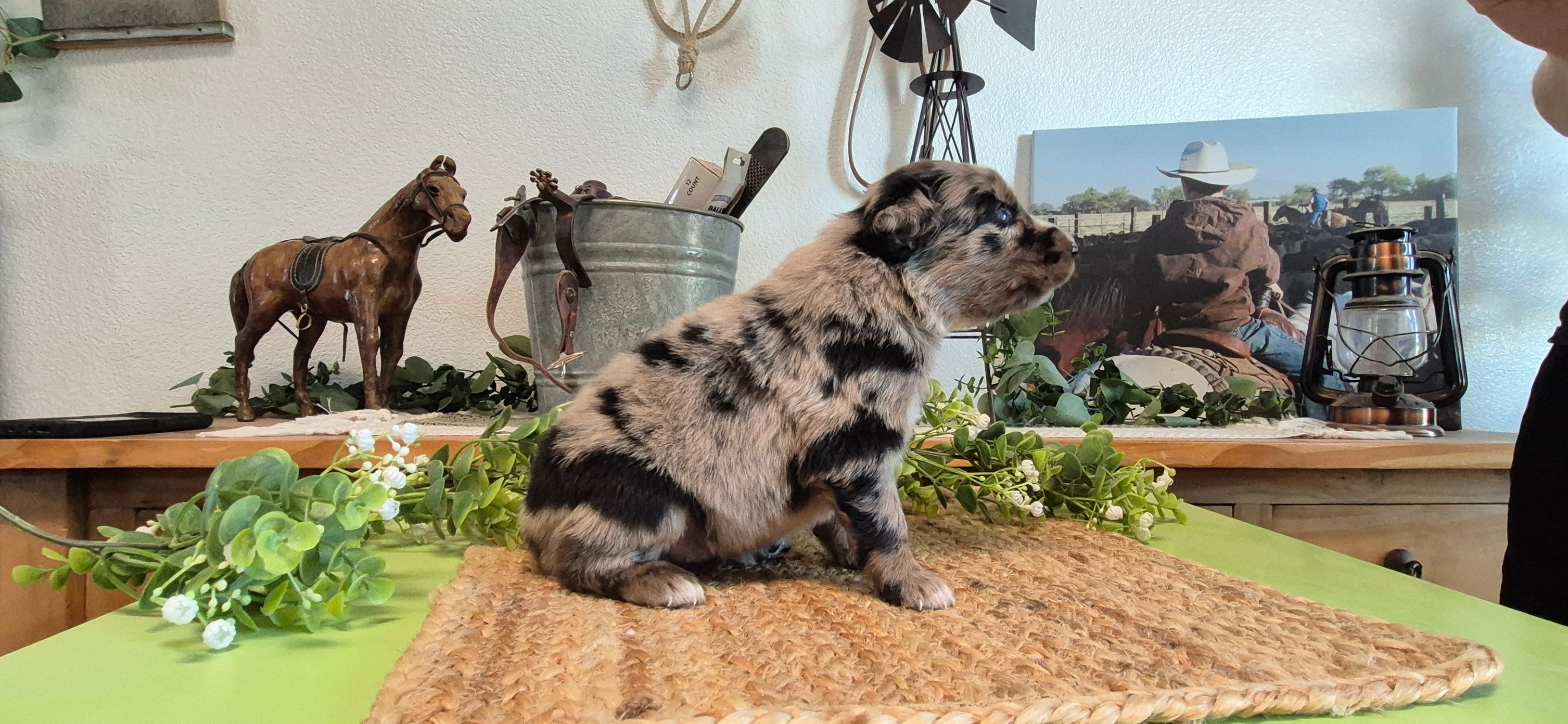 Iron Side Ranch Australian Shepherds | Marana AZ