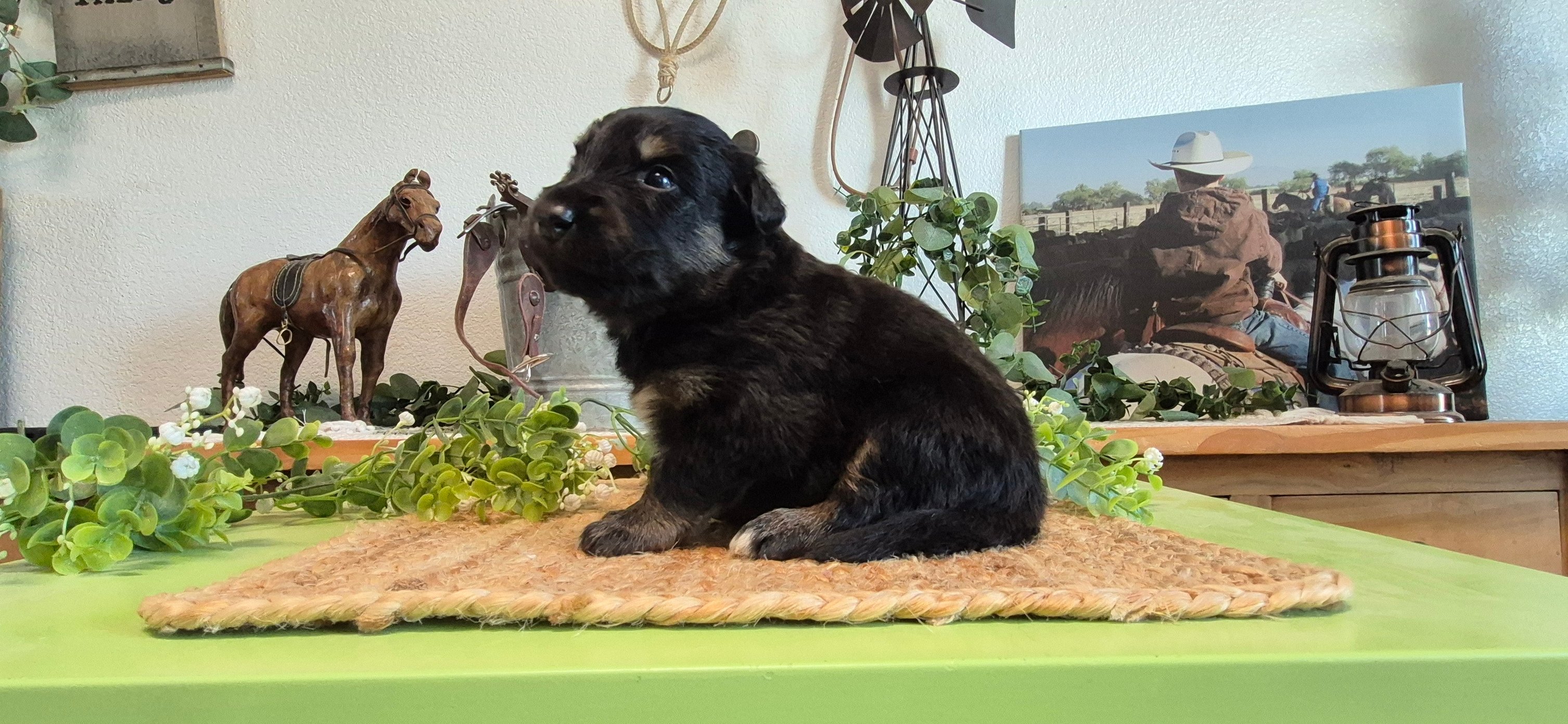 Iron Side Ranch Australian Shepherds | Marana AZ