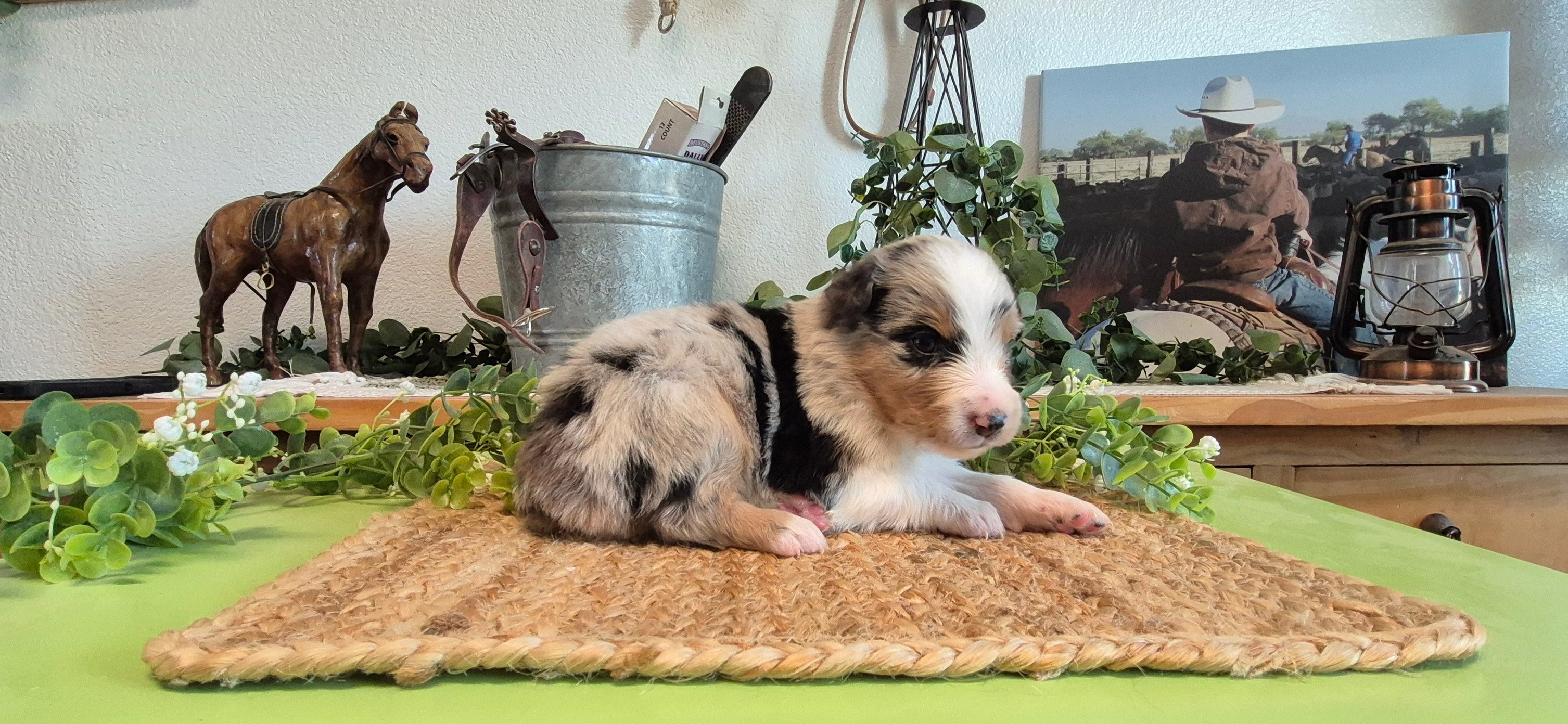 Iron Side Ranch Australian Shepherds | Marana AZ