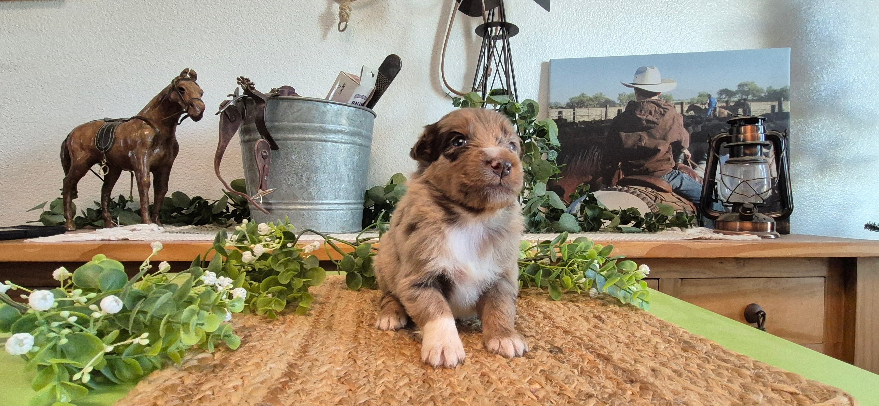 Iron Side Ranch Australian Shepherds | Marana AZ