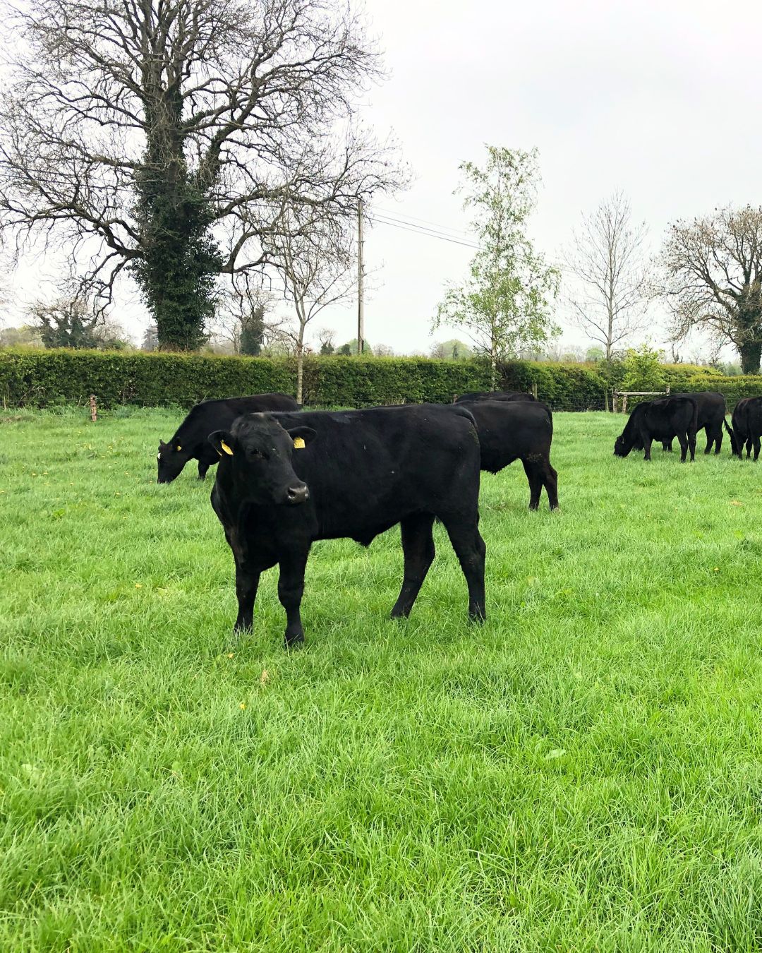 Certified Irish Angus Beef - Did you know that our unique # ...