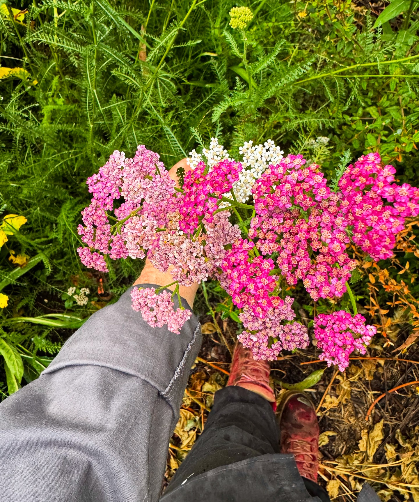 Earth - Beautiful Yarrow - Achillea millefolium Fab understory in this ...