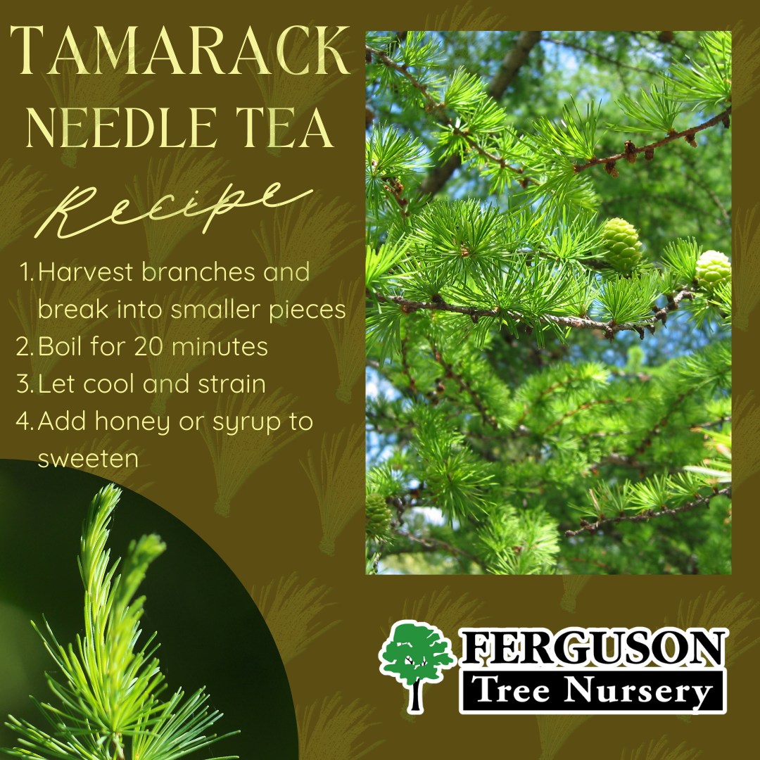 Tamarack tea is high in vitamin C... - Ferguson Tree Nursery | Facebook