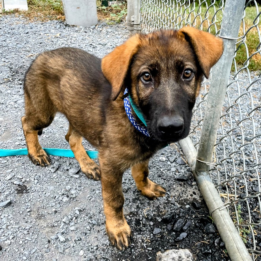 Staunton-Augusta-Waynesboro - Wally 💙 👉 PROFILE & DIRECT ADOPTION LINK ...