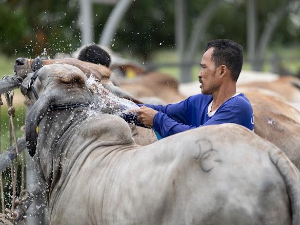 DG Ranch - Brahman &... - DG Ranch - Brahman & Beefmaster