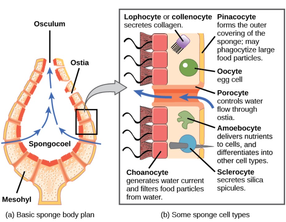 Biology - The morphology of the simplest sponges takes the shape of a ...