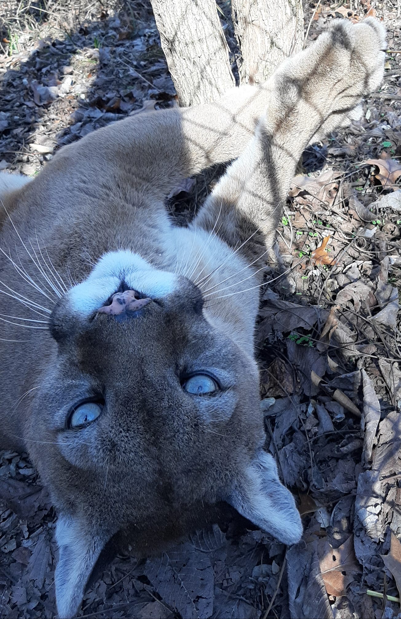 Exotic Feline Rescue Center Special Events and Fundraisers | Center ...