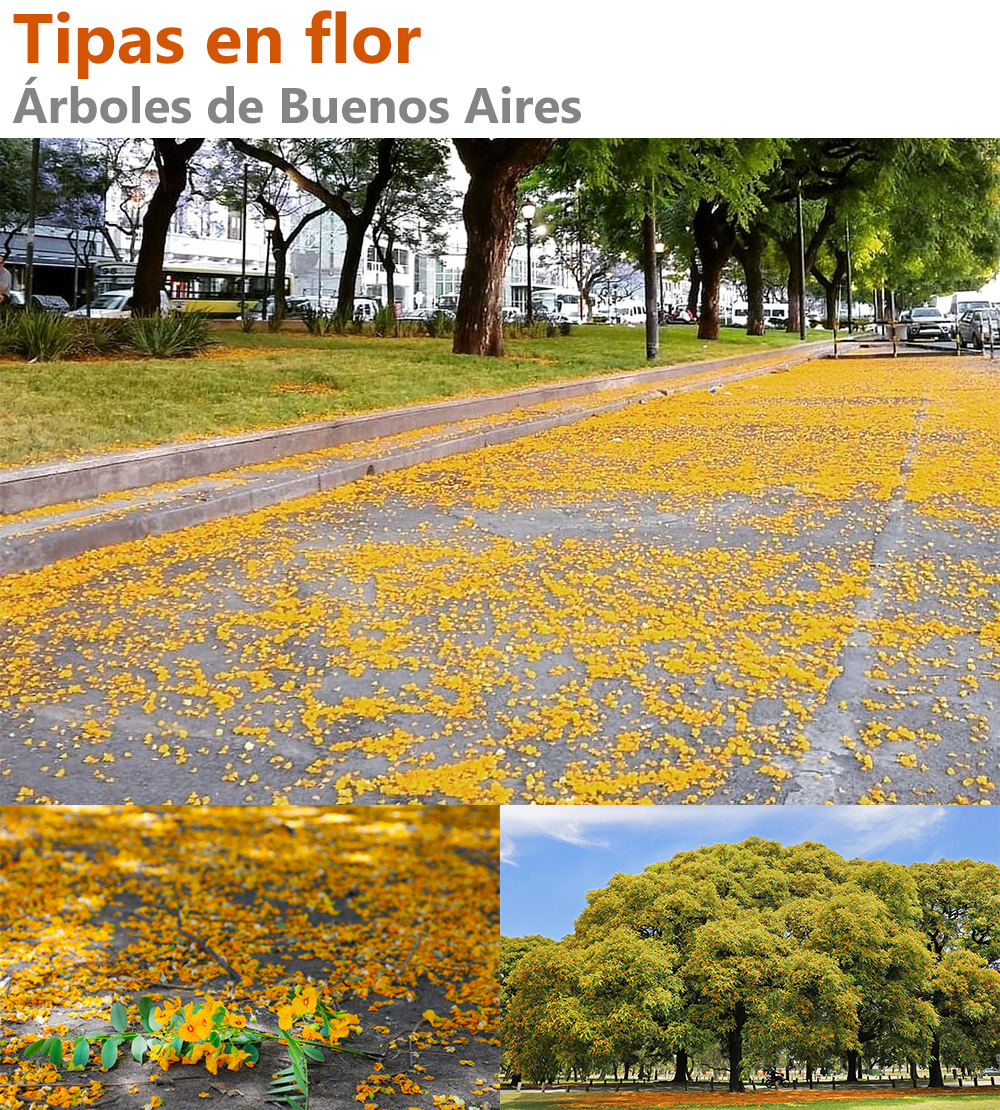 BuenosAires123.com.ar - 🌳 Tipas en flor. Árboles de Buenos Aires 💛 ...