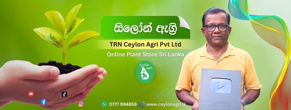 Ceylon Agri | Katana