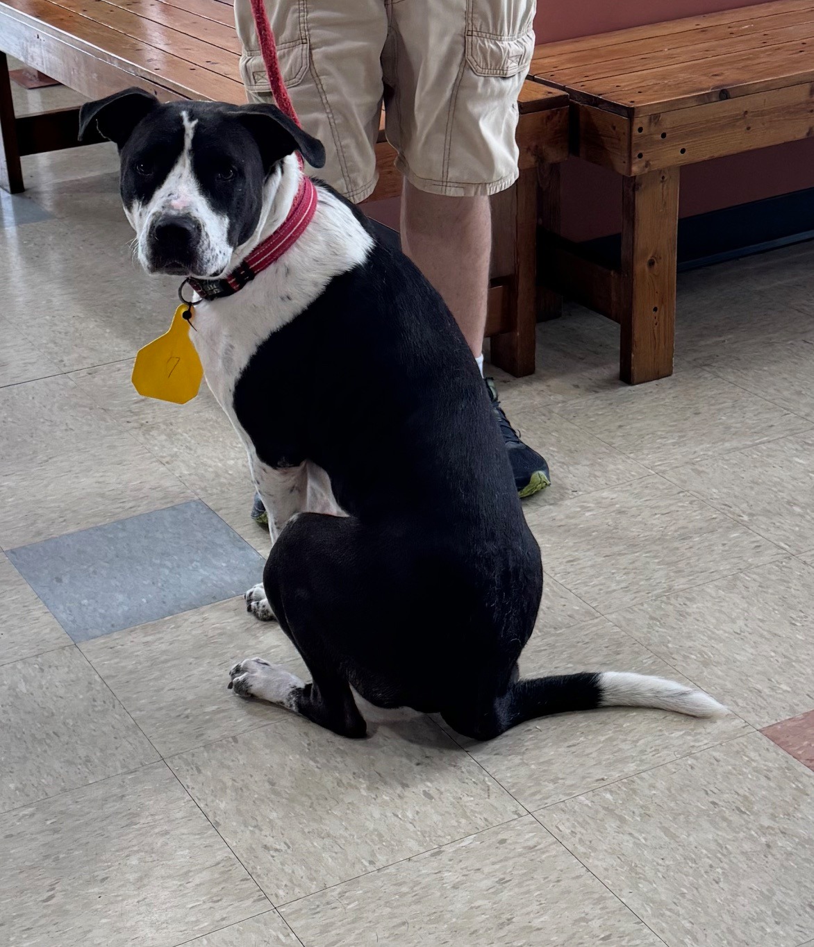 Mississippi - Oreo is a 2 year old Pointer/Lab mix. He was brought in ...