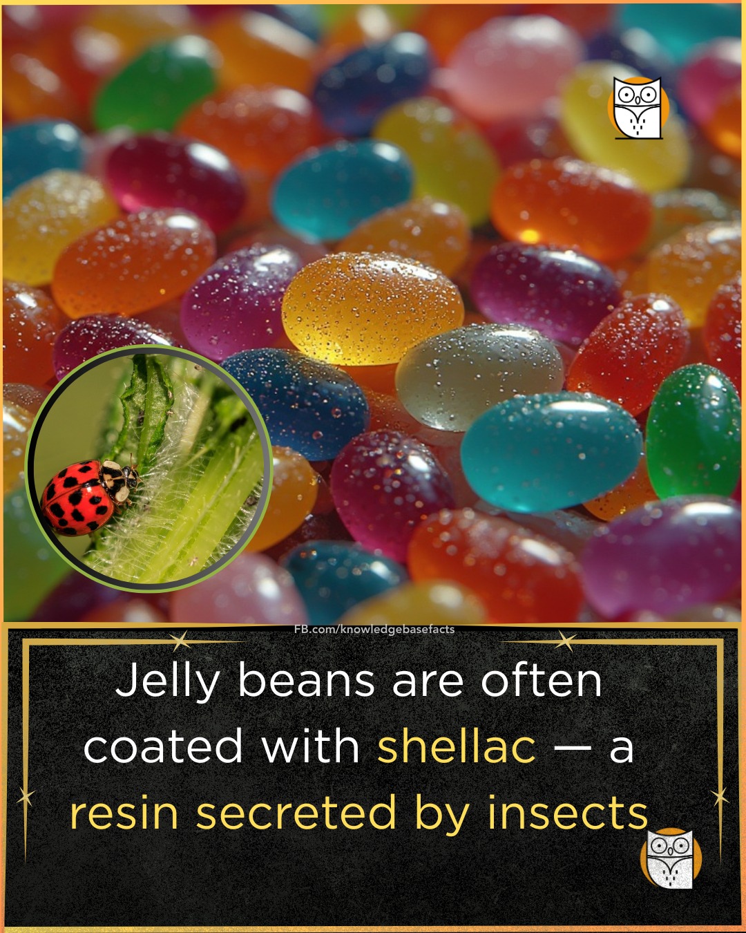 Knowledge - Many jelly beans and other candies feature a shiny, smooth ...