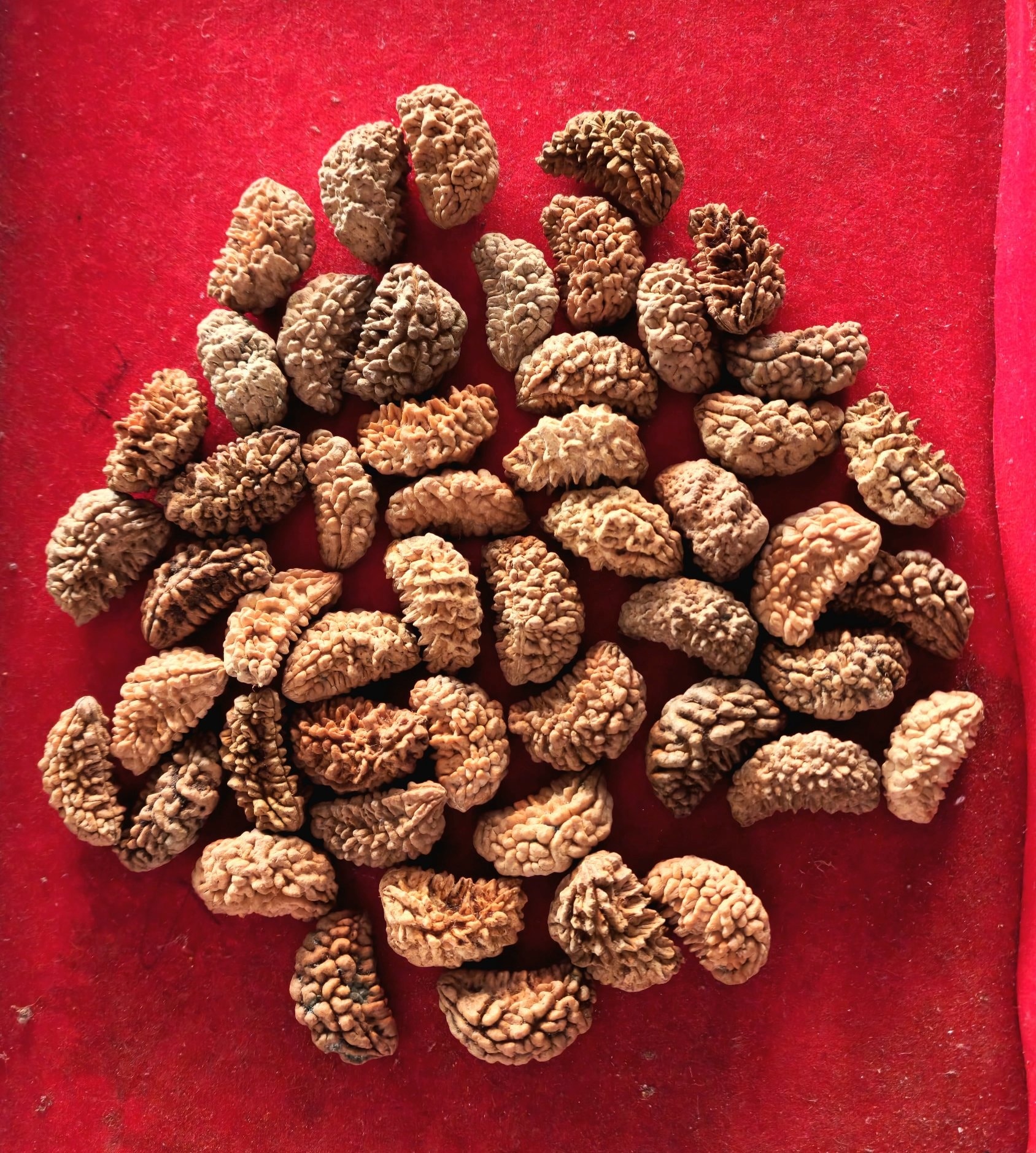 Nepal Rudraksha | Rameswaram