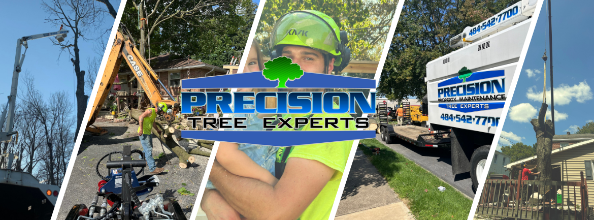 Precision Tree Experts | Easton PA