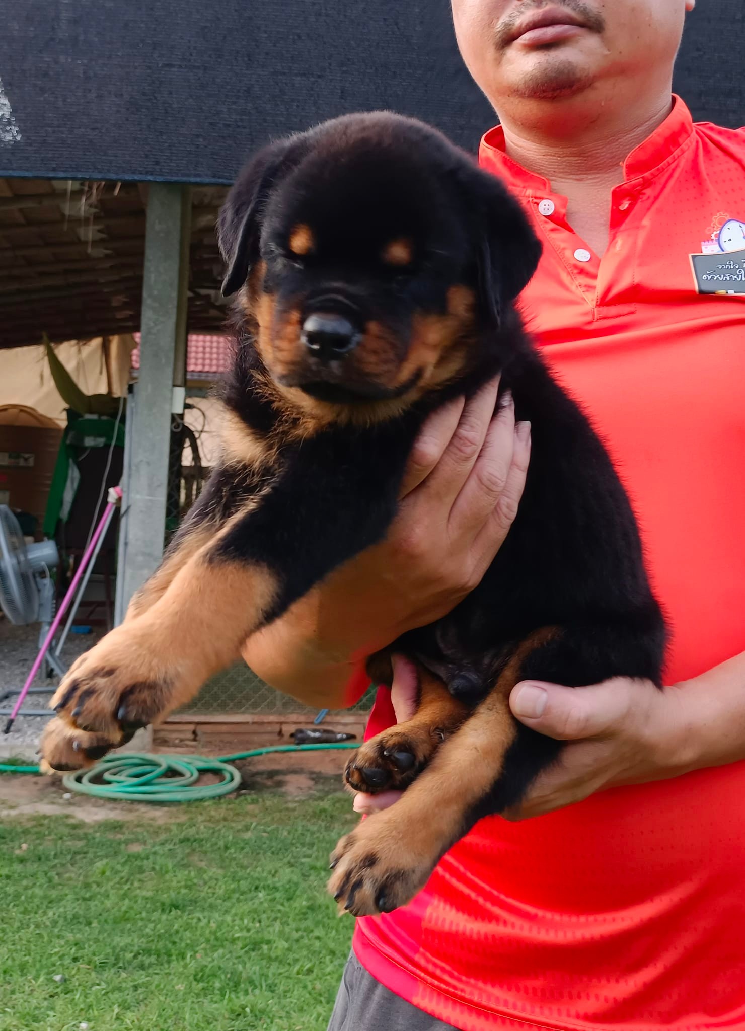การเลือกสายพันธุ์ที่มีเพดดีกรีจากผู้เพ... - CHOPPER ROTTWEILER | Facebook
