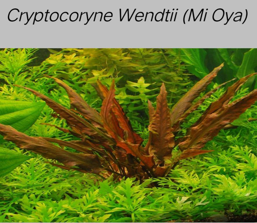 Cryptocoryne species found in Masbate