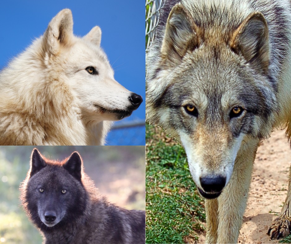 Saint - Wolves are incredible—but they’re not pets. Even those born in ...