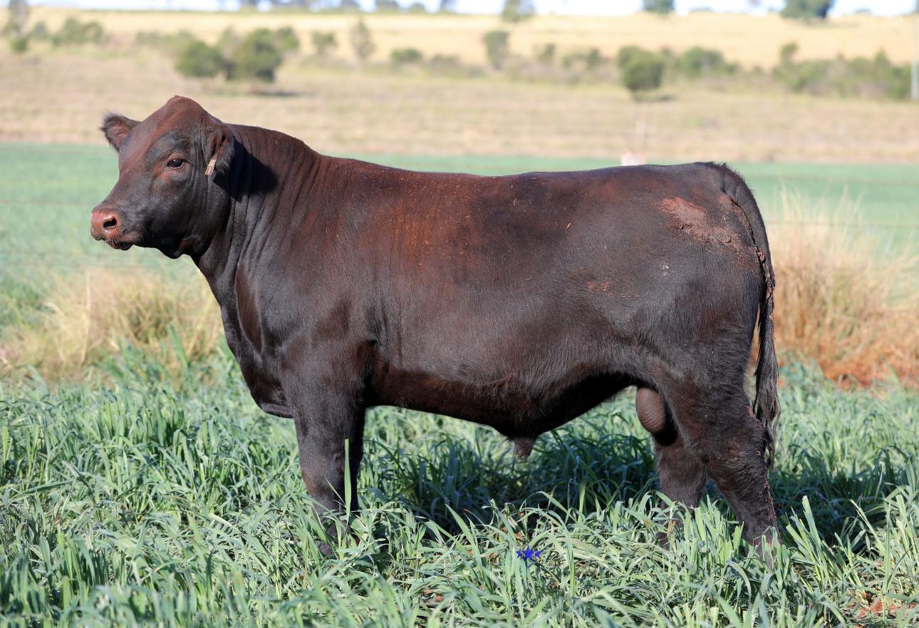 Jen-Daview - You’ve seen the Lot 1 bull for the Jen-Daview Invitational ...