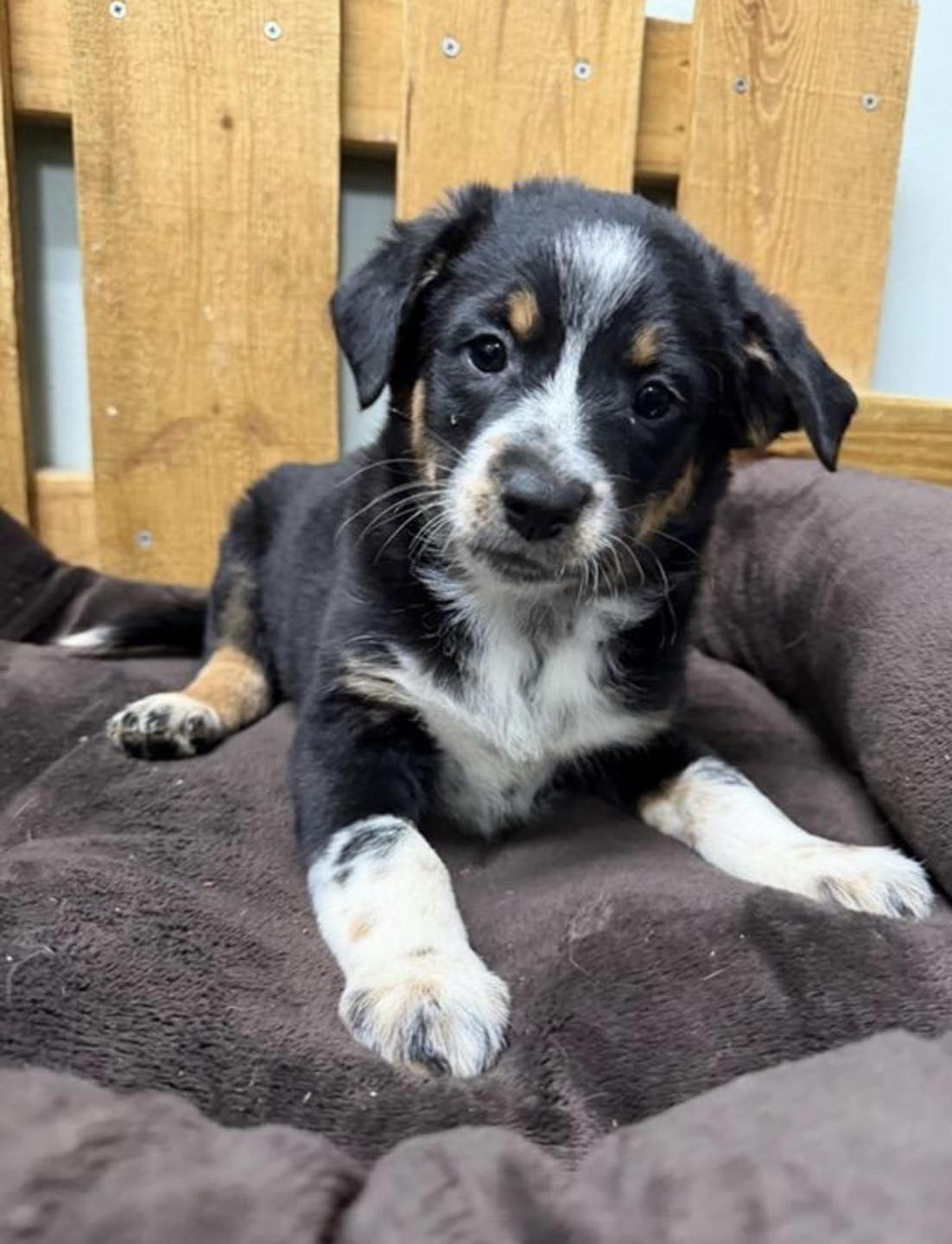 Ark Animal Rescue and... - Ark Animal Rescue and Adoption