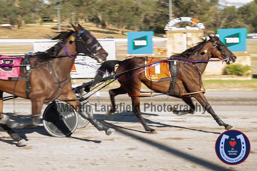 Young Harness Racing | Young NSW