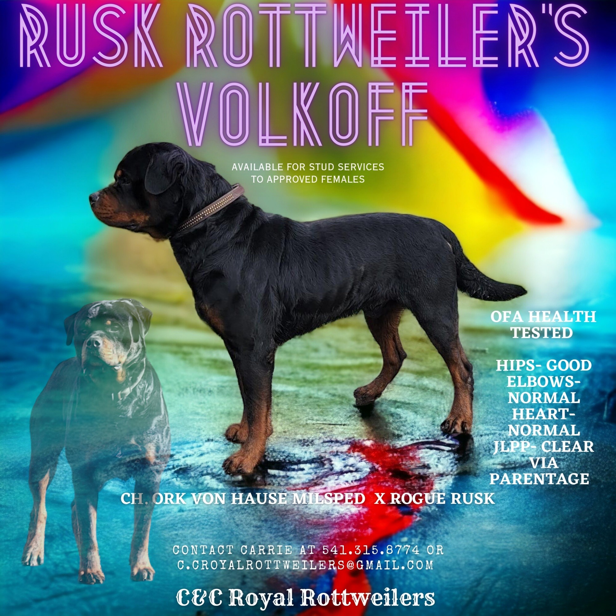 C&C Royal Rottweilers | Salem OR