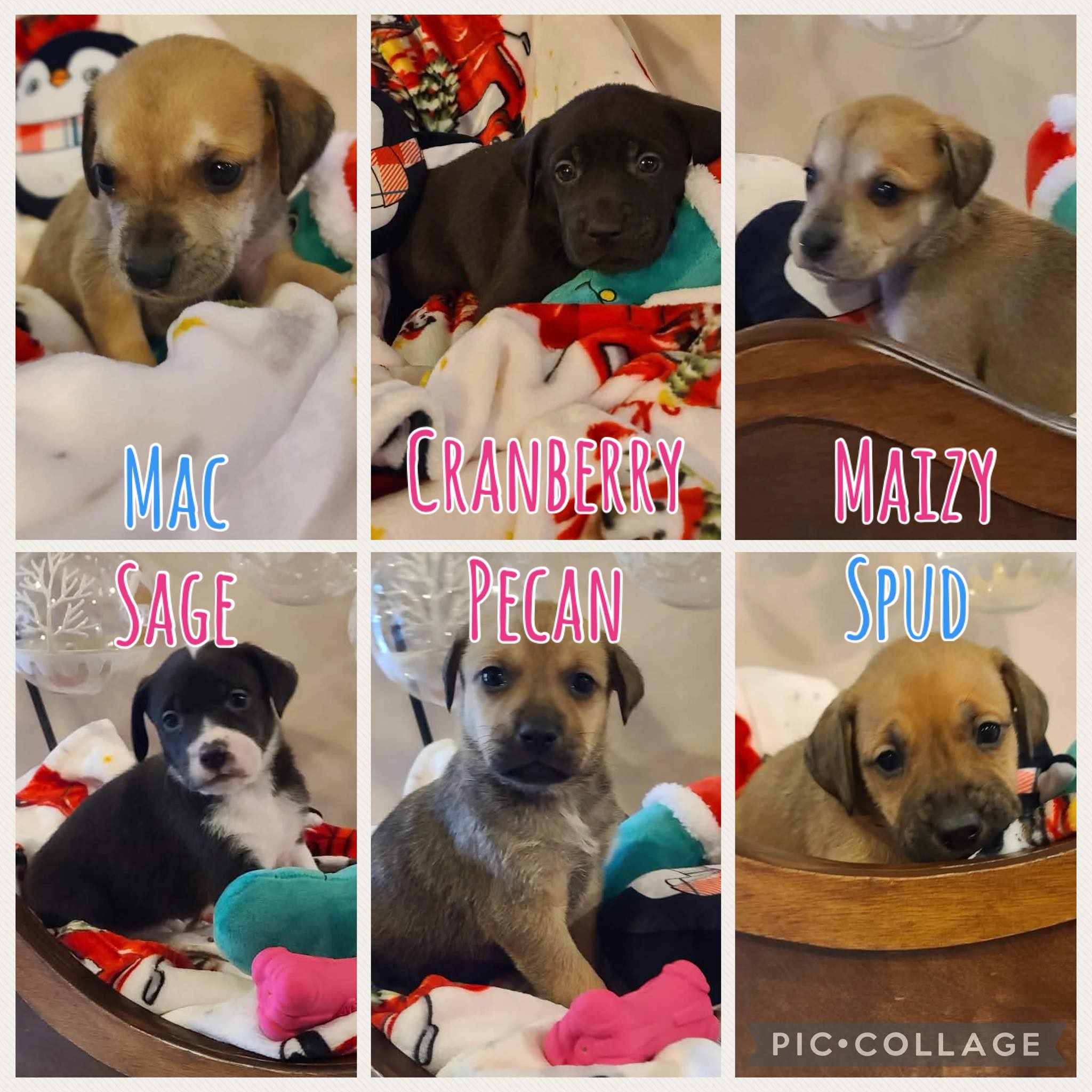 New - 🍂 Autumn’s Litter – 6 Sweet Puppies Ready for Love! 🍂 These 6 ...