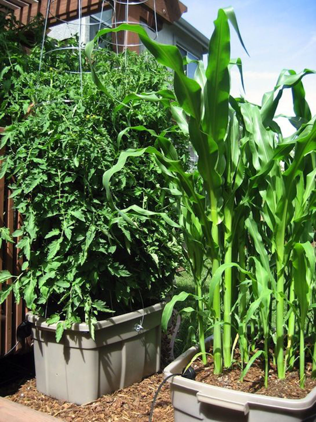 A piece - Grow sweet corn in a large bin? Perfect!💚😍 20 best vegetables ...
